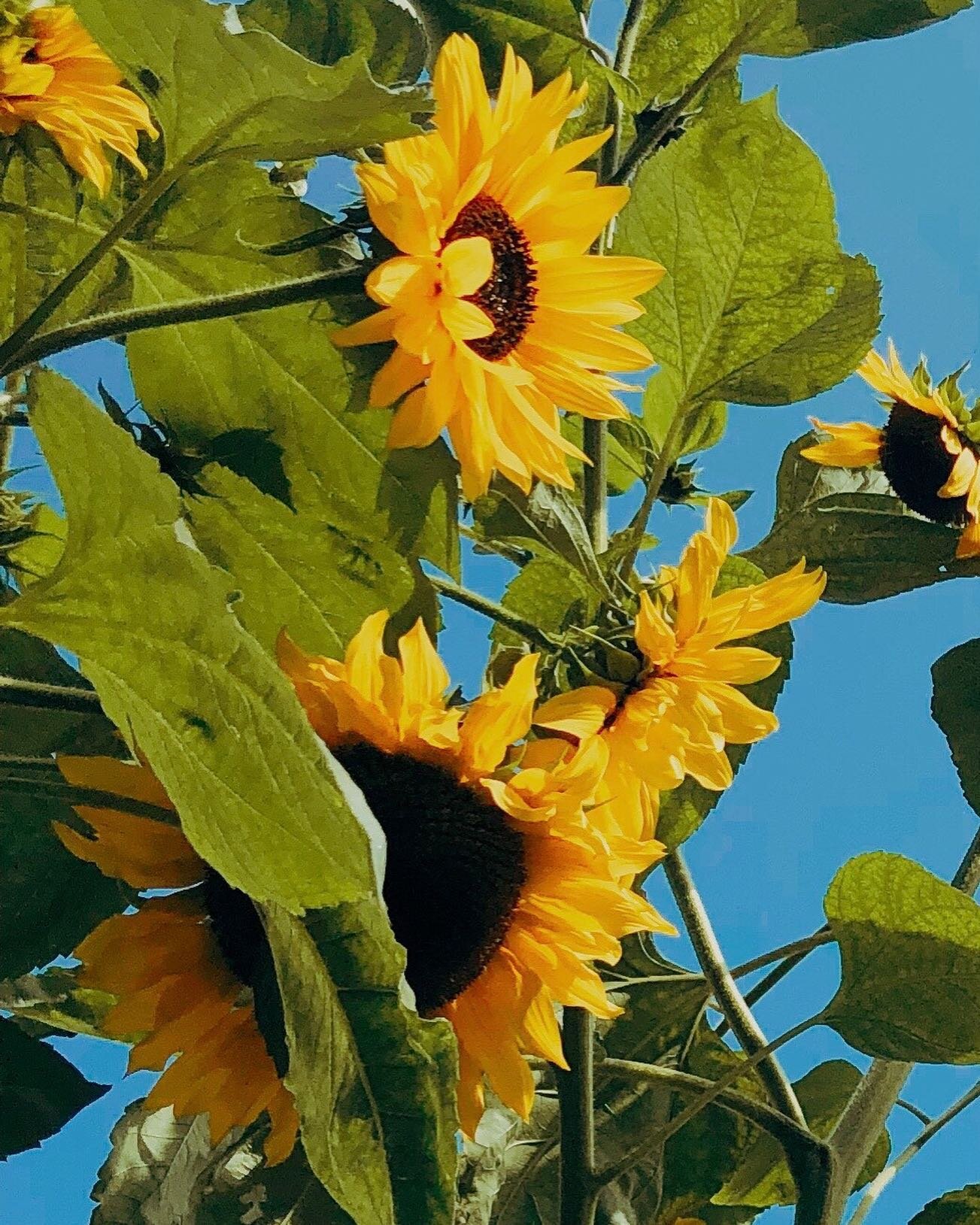 .02 Sunflowers. 🌻 A close up. Captured these on one of our longer dog walks around our neighborhood. I&rsquo;m still surprised @gavegaby sat still so I could snap them lol 

#sunflowers #flowers #flowertherapy #simplepleasures #simple #bluesky #summ