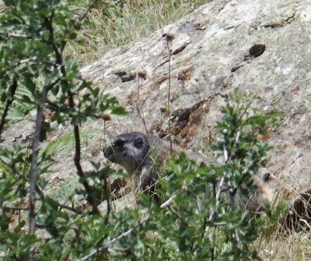 Our very first Marmot sighting.