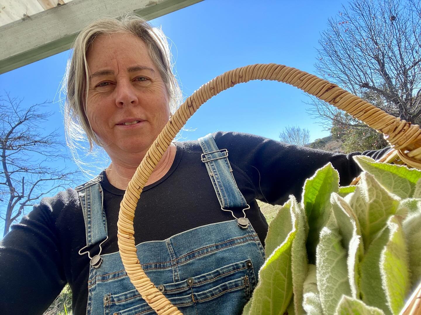 A beautiful morning to wander The Oasis in the winter sunshine and harvest mullein.  I will slowly air dry these mullein leaves on racks in our kitchen where the air is warm and dry thanks to our wood heater.  Send me a message if you&rsquo;d like so