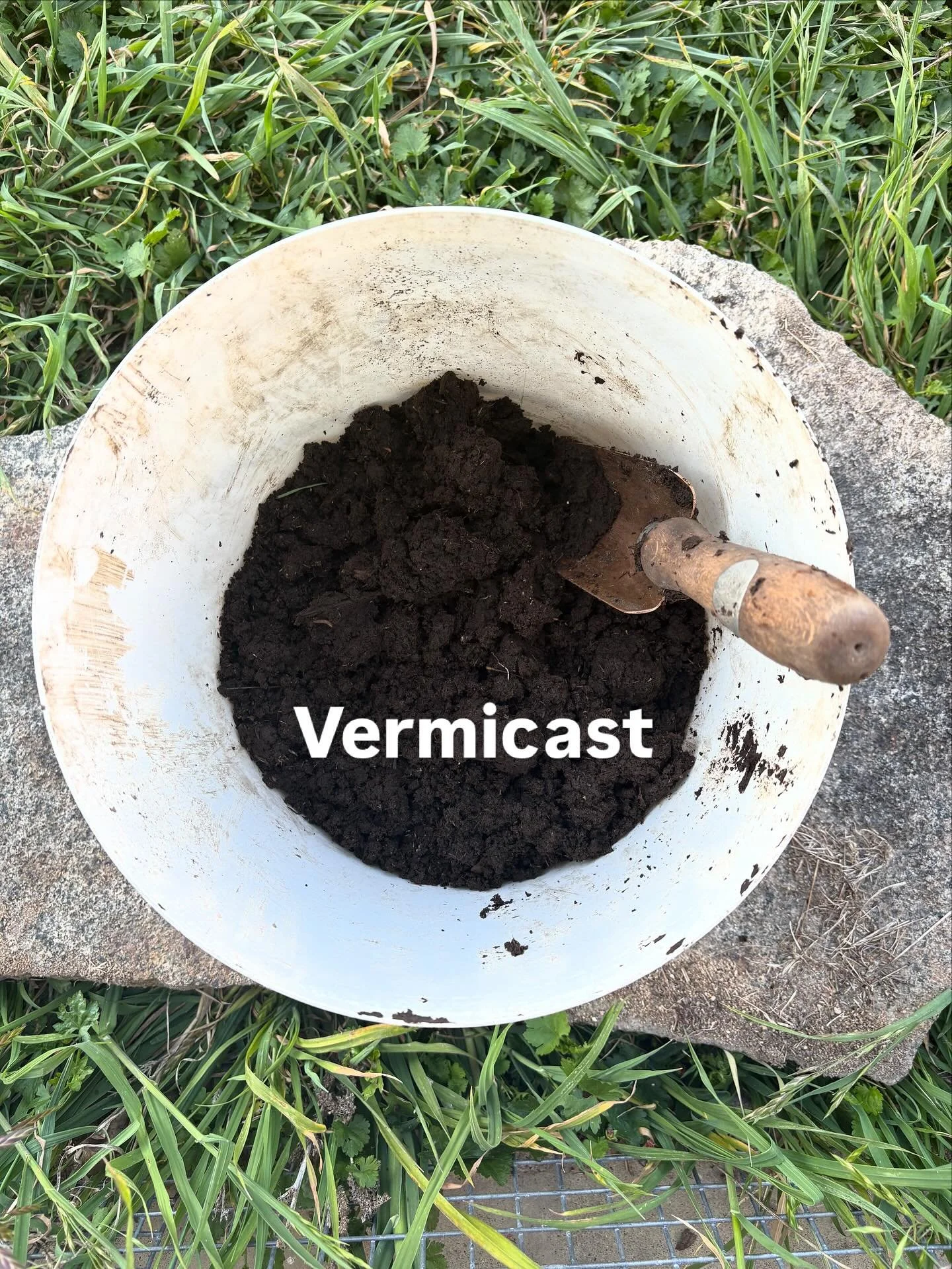 We have been nurturing our worm farms here at The Oasis for about 15 years. Vermicast is an essential ingredient in bringing our light granite soils to life in both the garden and the paddocks.  Whenever we transplant anything - including planting pa