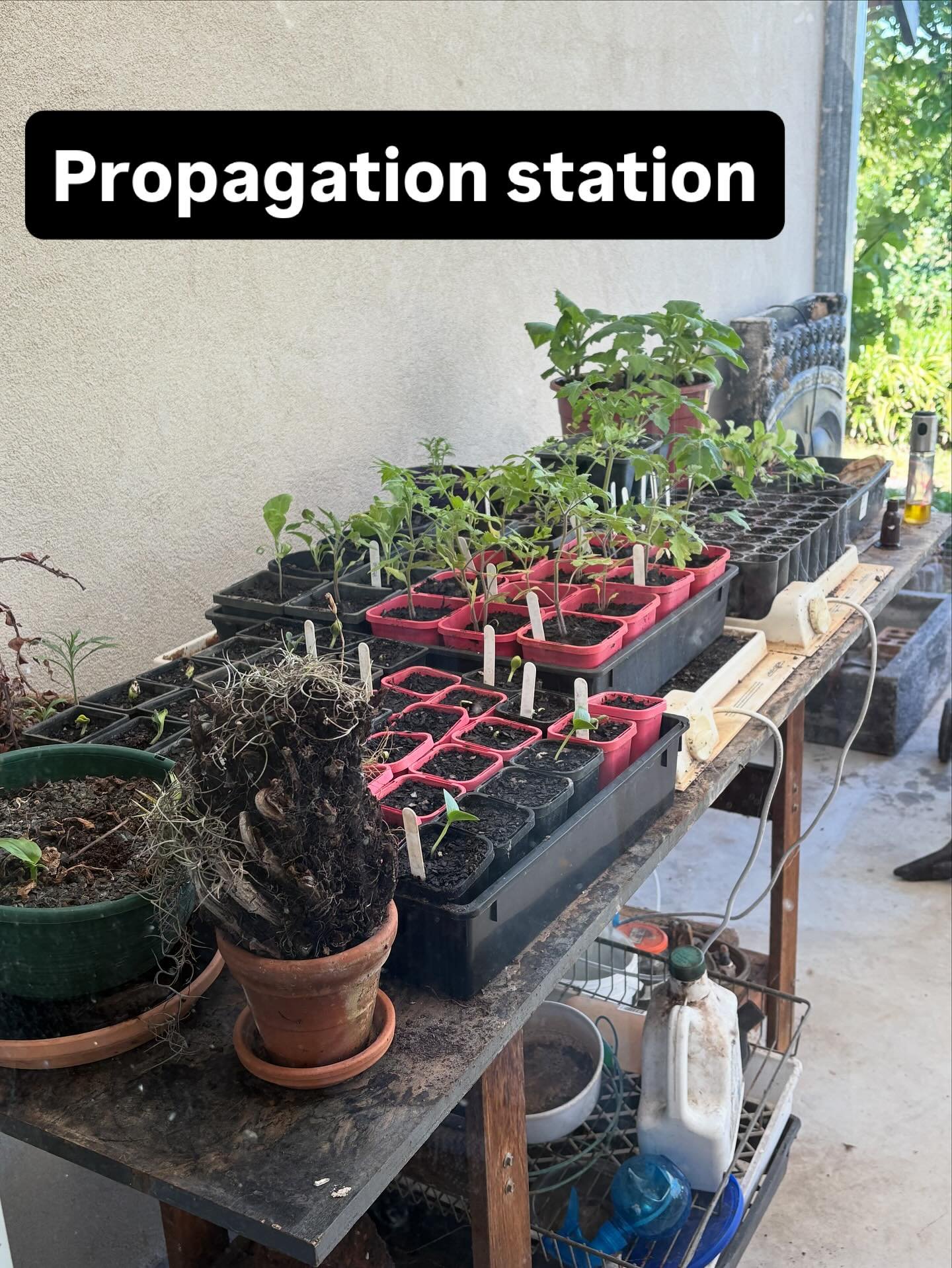 Our propagation station is strategically located where I see it through a glass walkway every time I head back into the house from my office. This ensures I water it daily and see what&rsquo;s needing to be planted out.  It often gets taken over by A