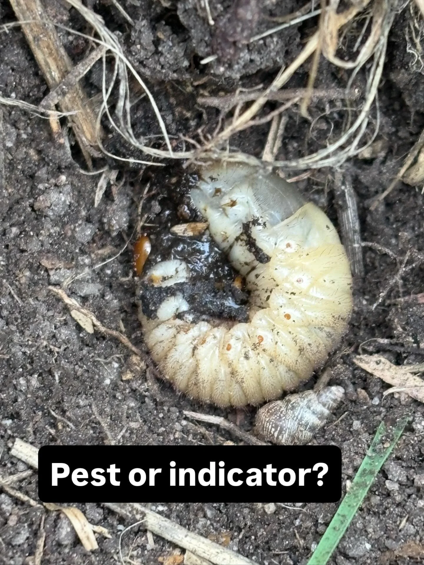 Digging this curl grub up in the garden this afternoon reminded me of a conversation about these grubs with farmers last week.  They eat plant roots and can be destructive when their populations aren&rsquo;t kept under control naturally by birds and 