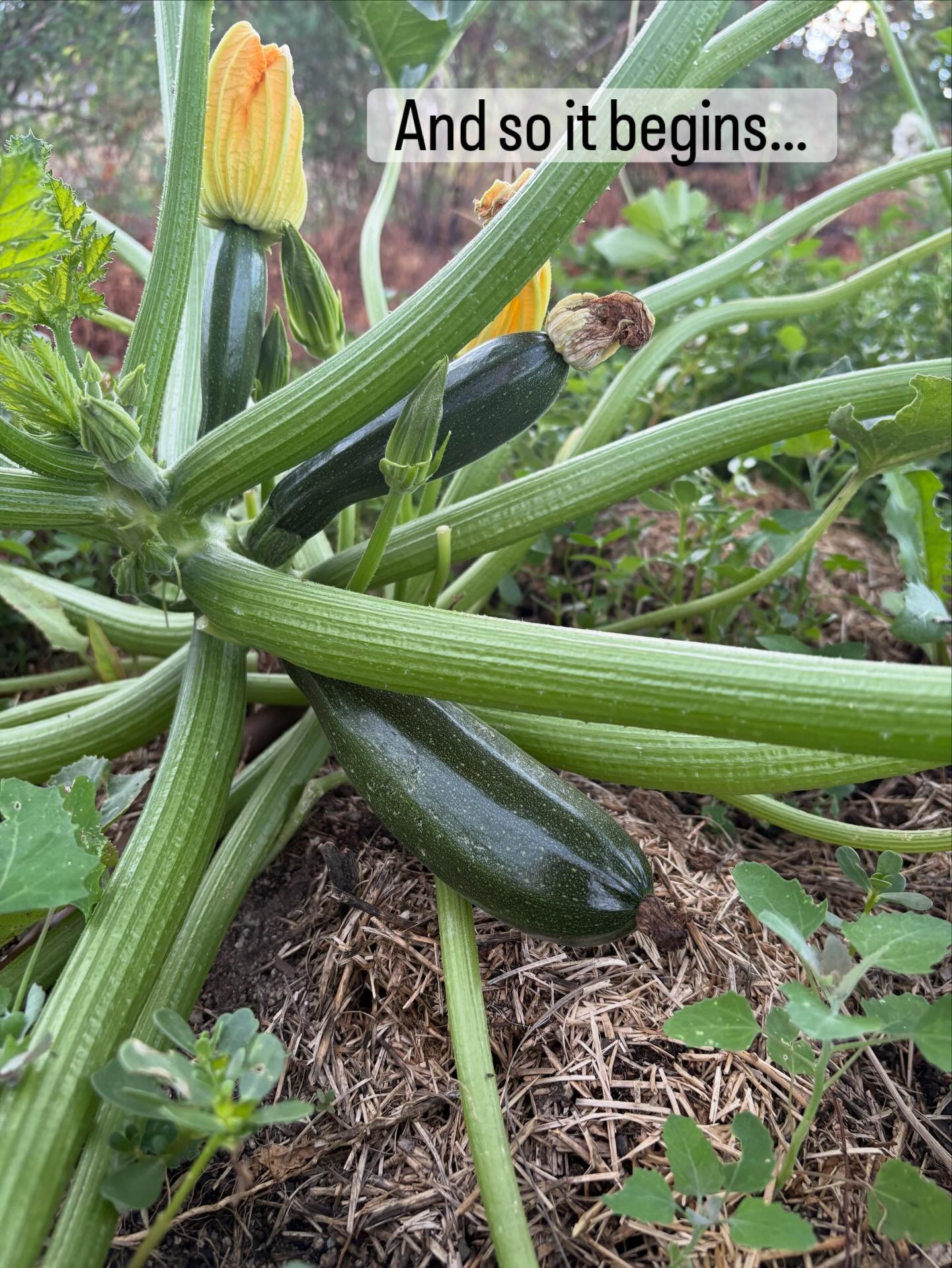Grateful our summer garden is producing its first harvests after we got off to a bumpy start this season, which isn&rsquo;t unusual on our challenging site&hellip; I started out impressed by my win on getting vibrantly healthy seedlings planted on th