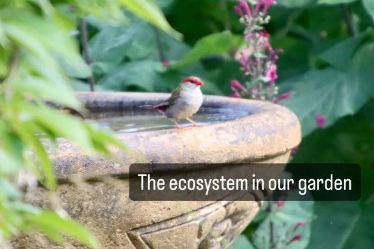 Our garden feeds us and creates a beautiful environment to live in, it also plays such a vital role as an ecosystem that many more than us depend on.  I was watching so much life this morning while enjoying a cuppa on the front patio I grabbed my cam