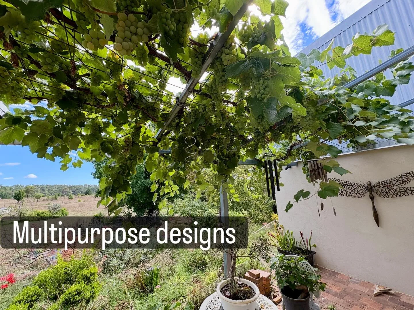 It&rsquo;s grape season here at The Oasis and our  grape vines embody everything I love about agroecological design and permaculture:
🍇 multifunctionality - food, shade for our house in summer, deciduous and their leaves fall to feed the garden in a