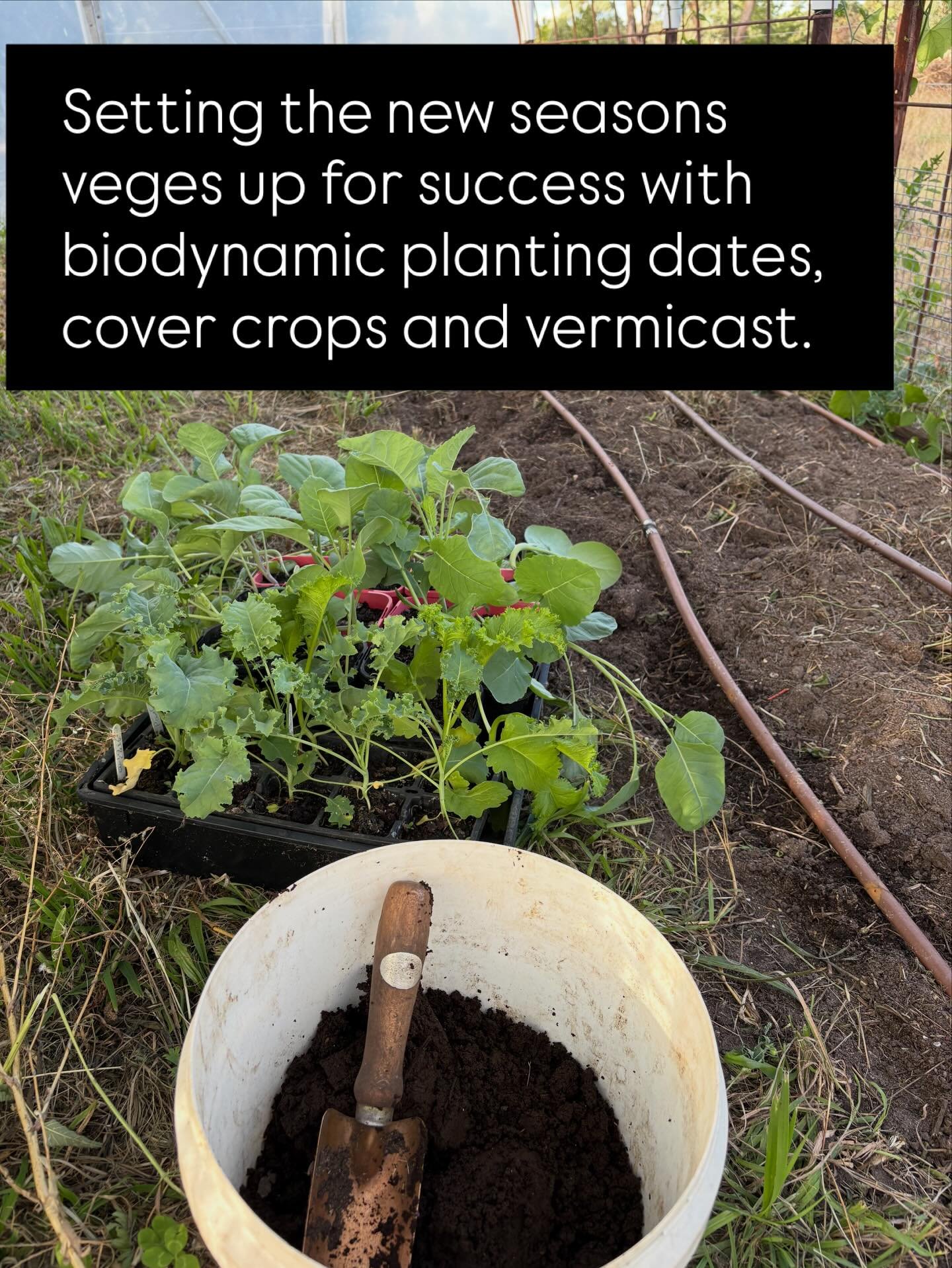 Growing food like farming always has us thinking ahead. I am pretty happy that this year I have grown these vibrantly healthy broccoli, cauliflower, kale and mustard plants and Angus and I got them out in the garden today. (I often get overwhelmed wi