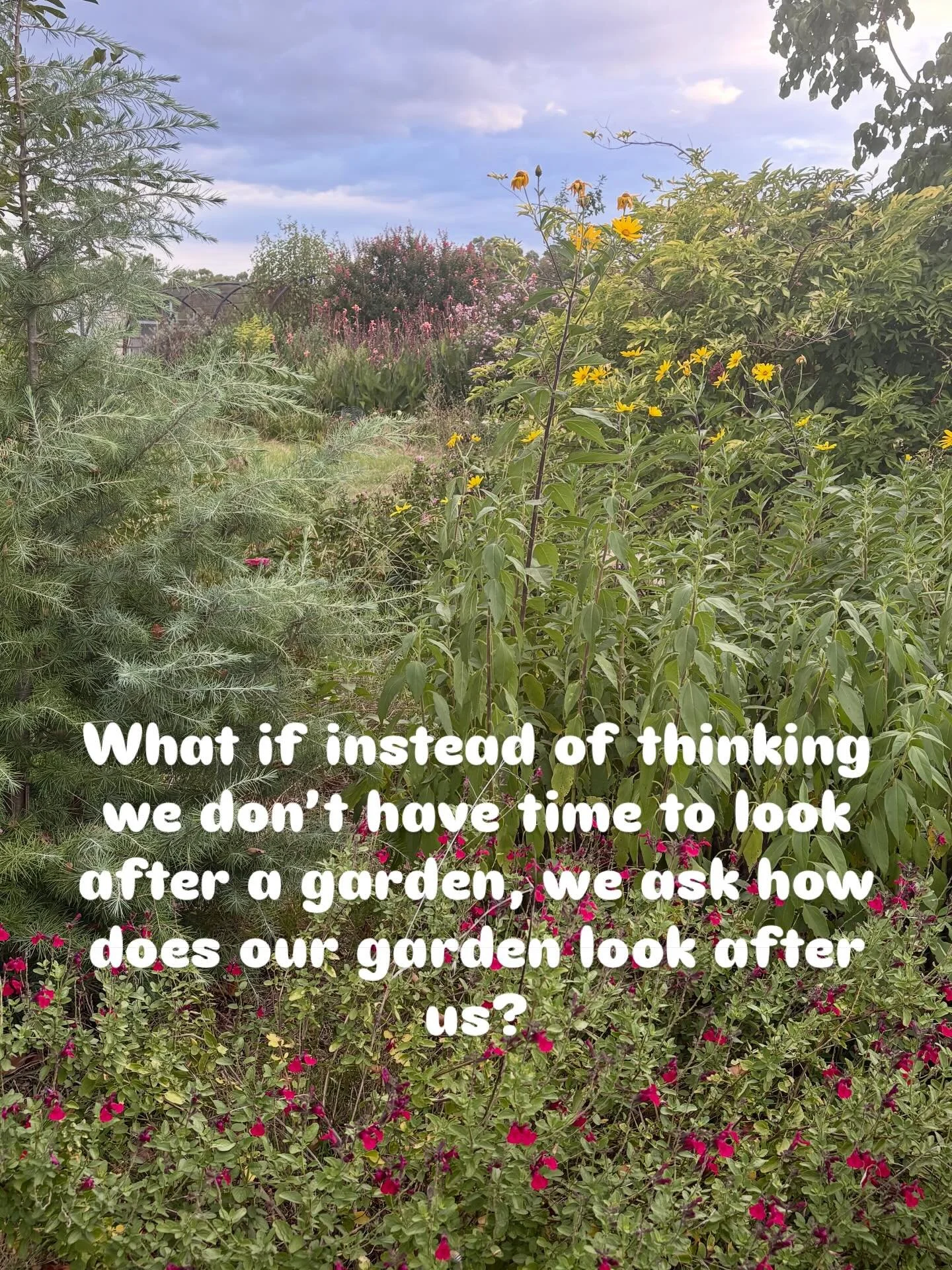 I have been pondering how our garden looks after us since someone recently remarked to me about a gardener they thought did not have time to look after their garden because their garden had weeds!! I responded by saying how our garden might also appe