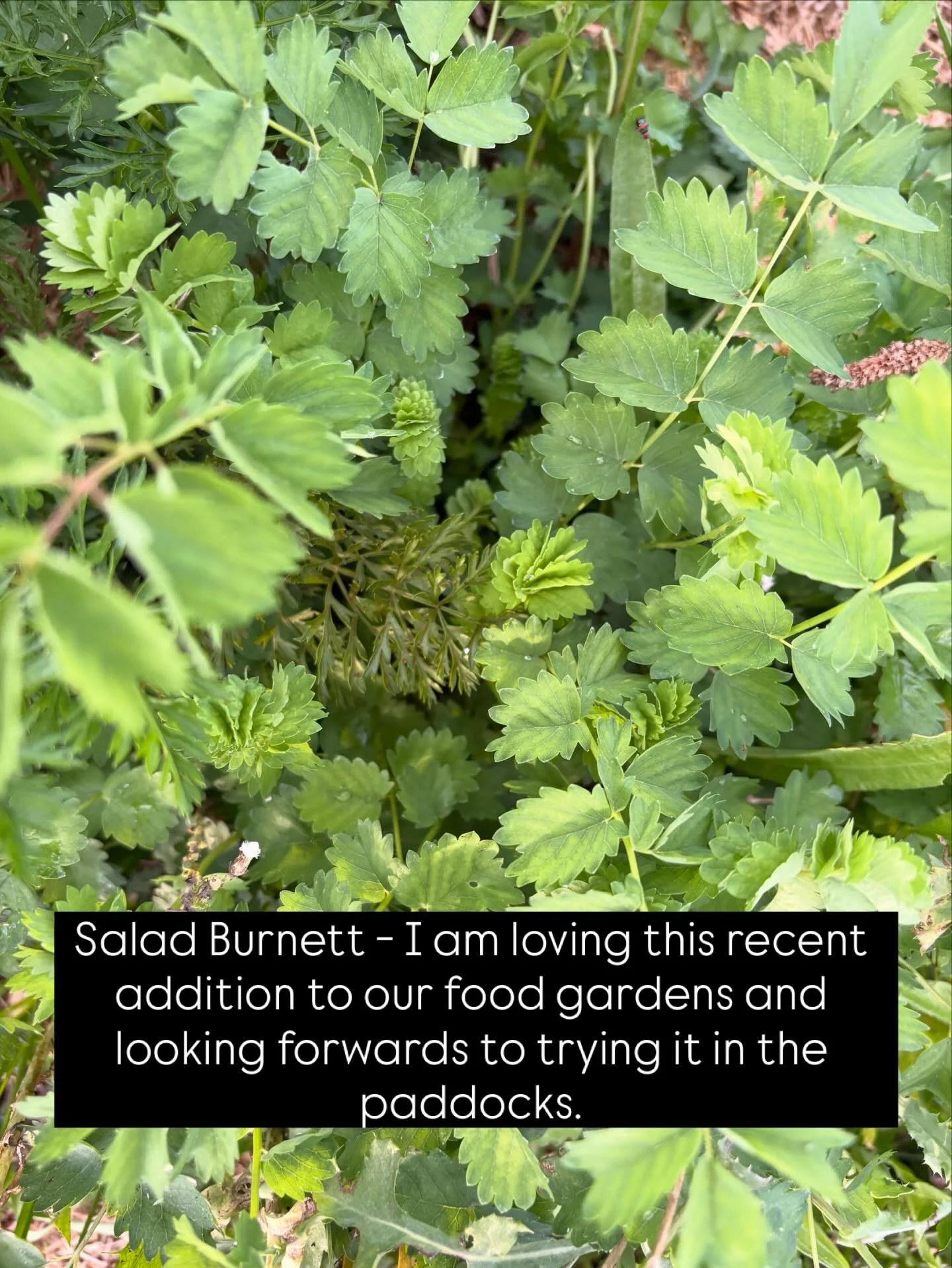 I LOVE finding new plants to grow and add diversity to our food gardens, diet and pastures. I learned about Salad Burnett at a workshop with Dr Christine Jones last year in Bingara and was lucky enough to pick up a couple of plants from the Northern 