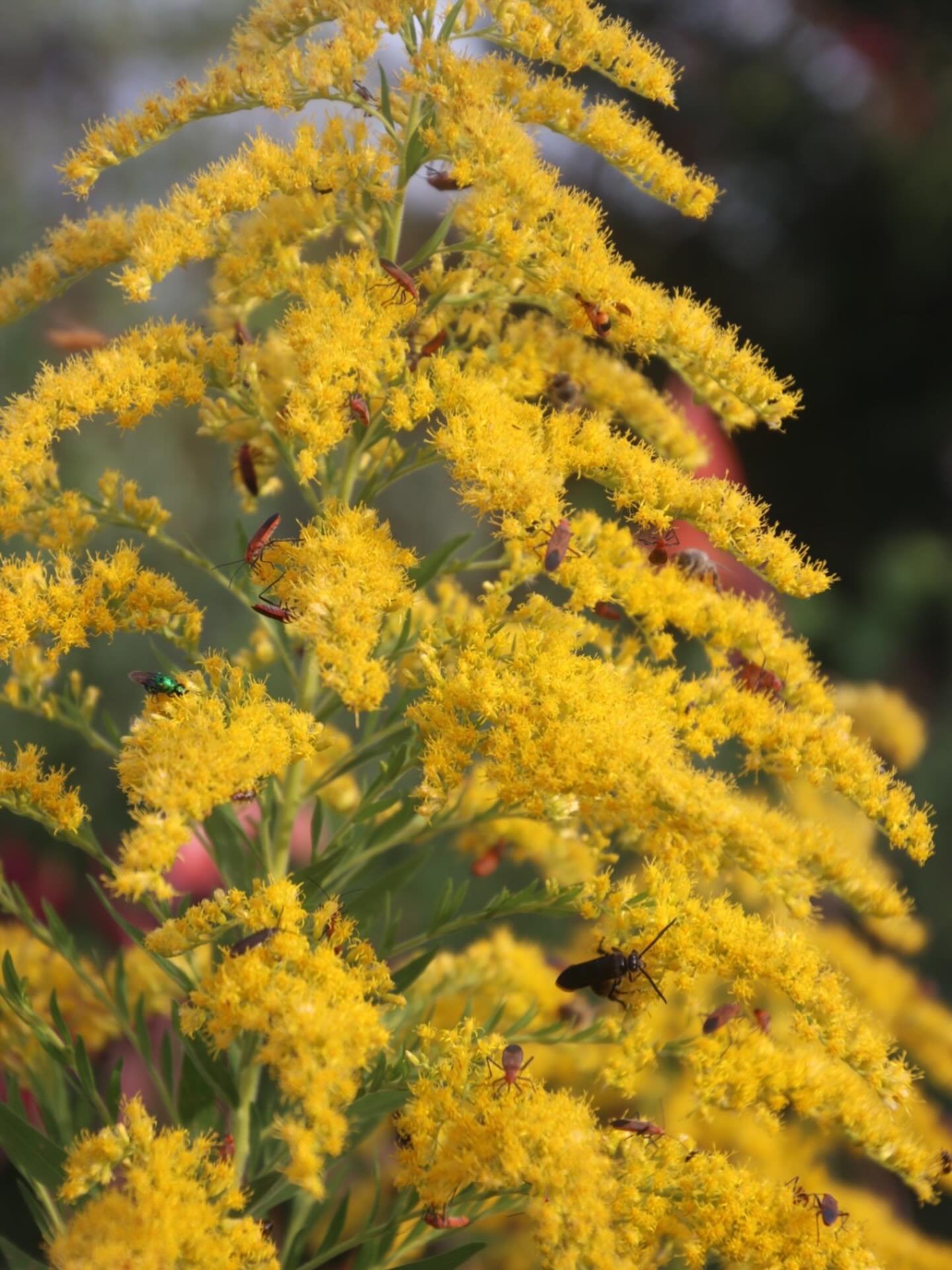 SO many insects on the golden rod flowering in our garden! So grateful to live in an ecosystem so full of life 😊
