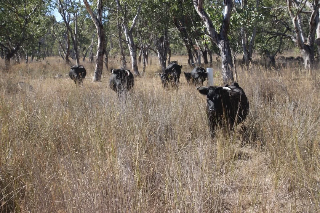 Dry weather = hard decisions.  After a hot dry summer and no sign of effective rain in sight we are de stocking and selling our Dexter cattle.  Dexters are an heirloom breed of cattle, small in size originating in Ireland. We have found them to be ha