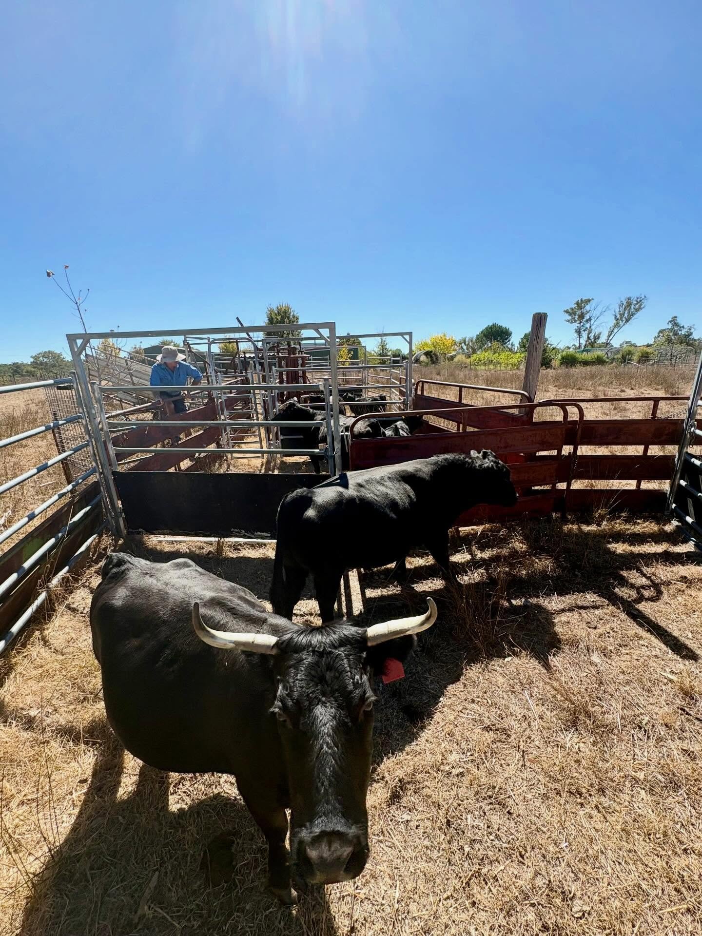 Our beautiful cattle found a new home with greener pastures and kids to love them.  We loaded them out today, sad and happy all at once! Making the decision to sell them was the hardest part, once it was made it&rsquo;s a relief to lighten the load a