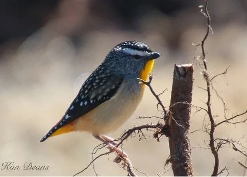 What birds can tell us about the health of our farm