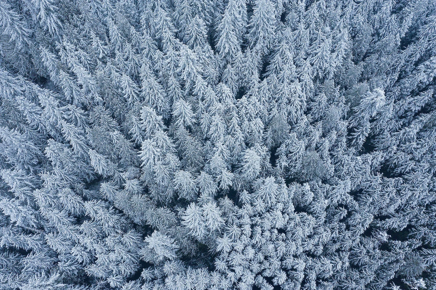 Swedish forests, a blueprint for nature-based climate action