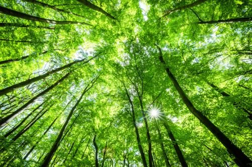 Tree canopy, a core metric of city health