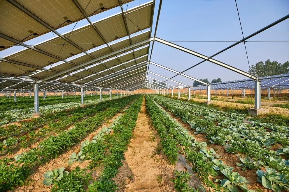 Italy’s largest agrivoltaic plant opens in Catania