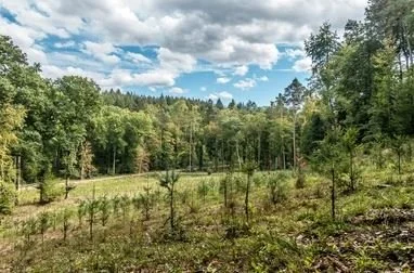 Terrains abandonnés : replanter pour faire revivre les territoires
