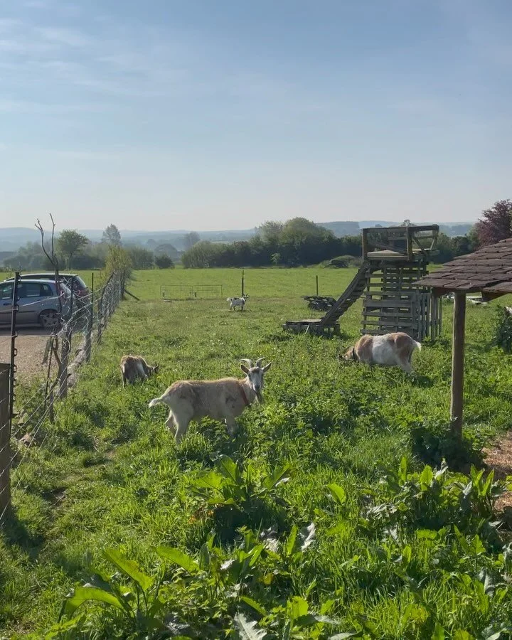 Thank you to everyone who joined me this year for outdoor yoga and to the wonderful people at @arkategwood for sharing their space with us ❤️ Missing these sessions already!
#outdooryoga #accessibleyoga #somerset #southwestyoga