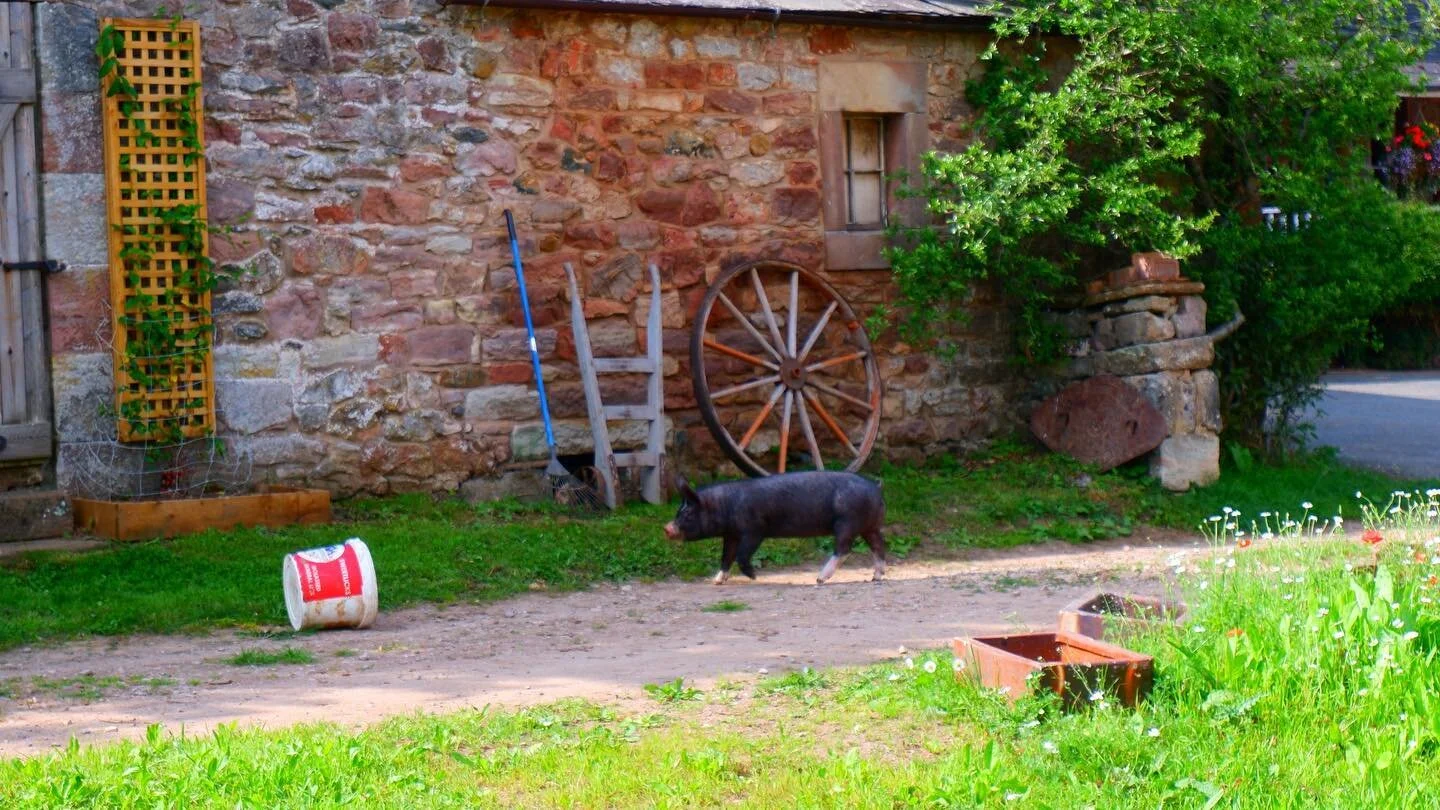 The Great Pig Escape 🐖 
&bull;
&bull;
&bull;
#CarnageAtKeld #piglets #longacre #edenvalley #cumbria