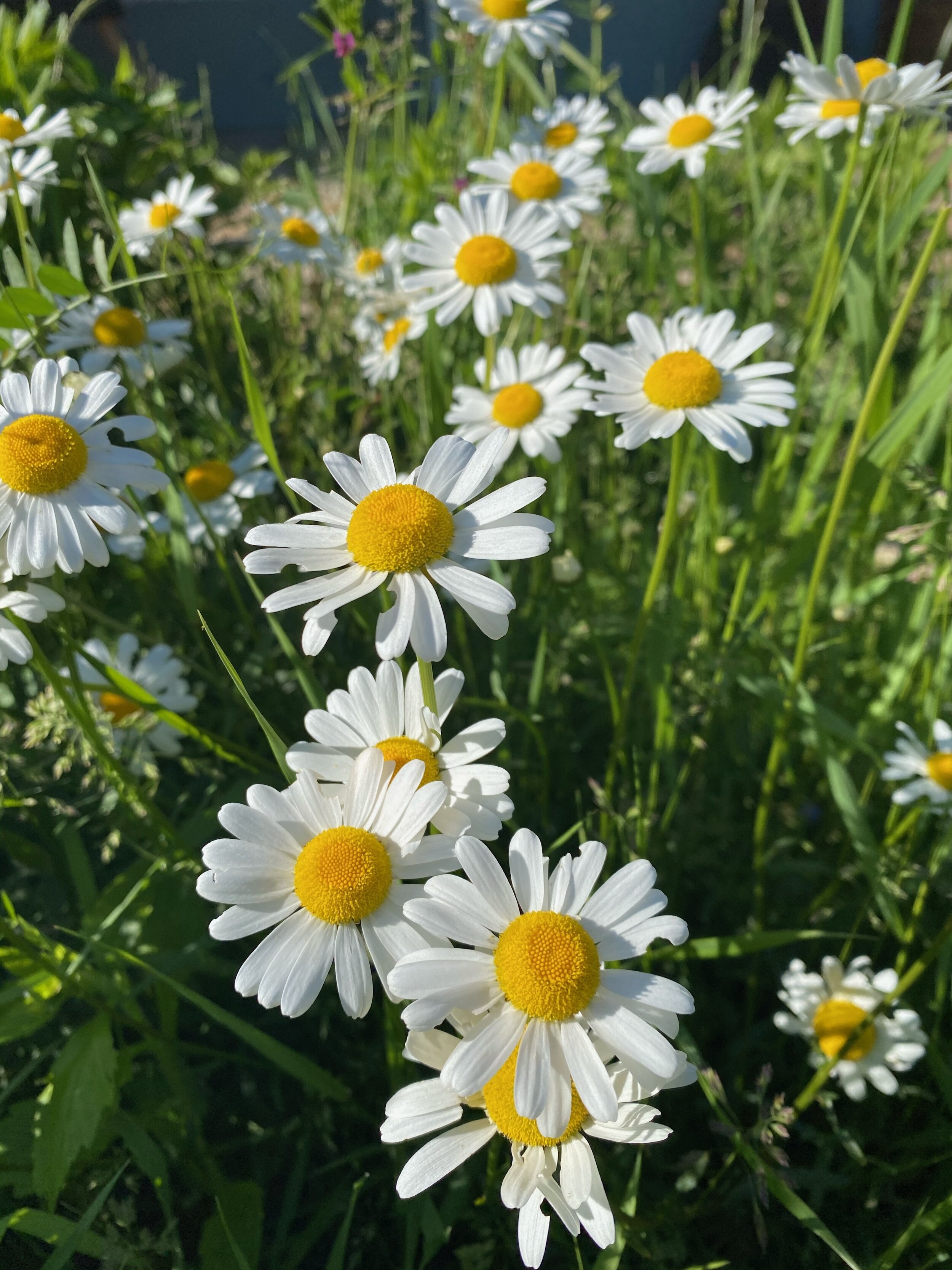 Naturwiese rund um uns