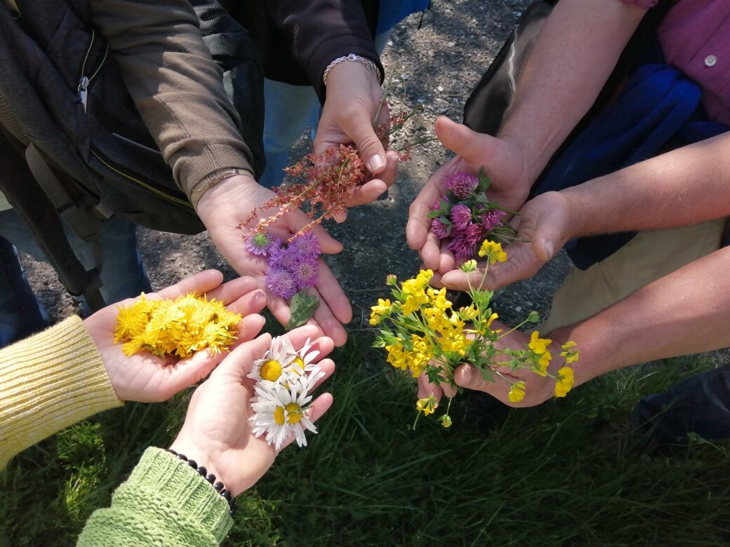 Sommerblüten zum Vernaschen