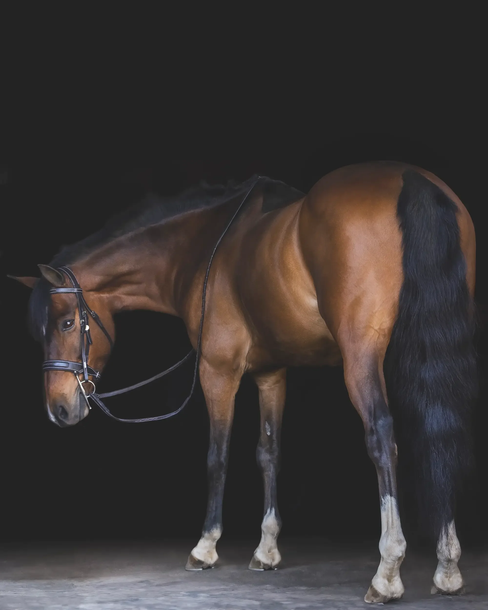 long-island-black-background-horse-portrait-NLP_6468-copy.webp
