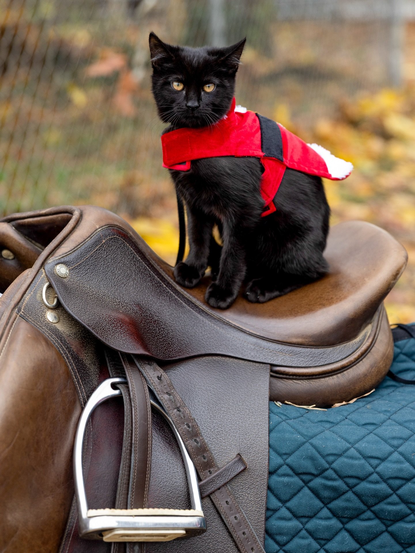 EVERYONE is getting into the holiday spirit around here&hellip;