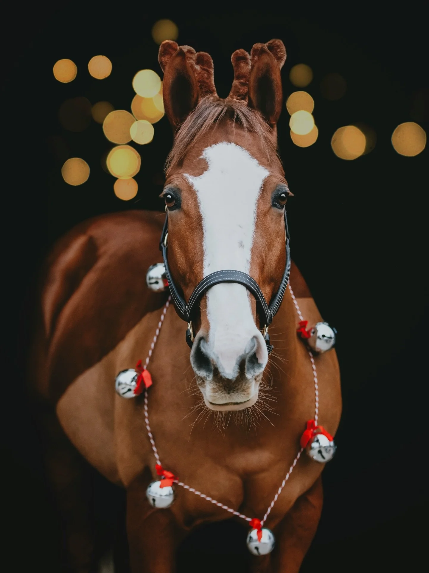 I&rsquo;m not quite sure this is a reindeer&hellip;..something is a little off.