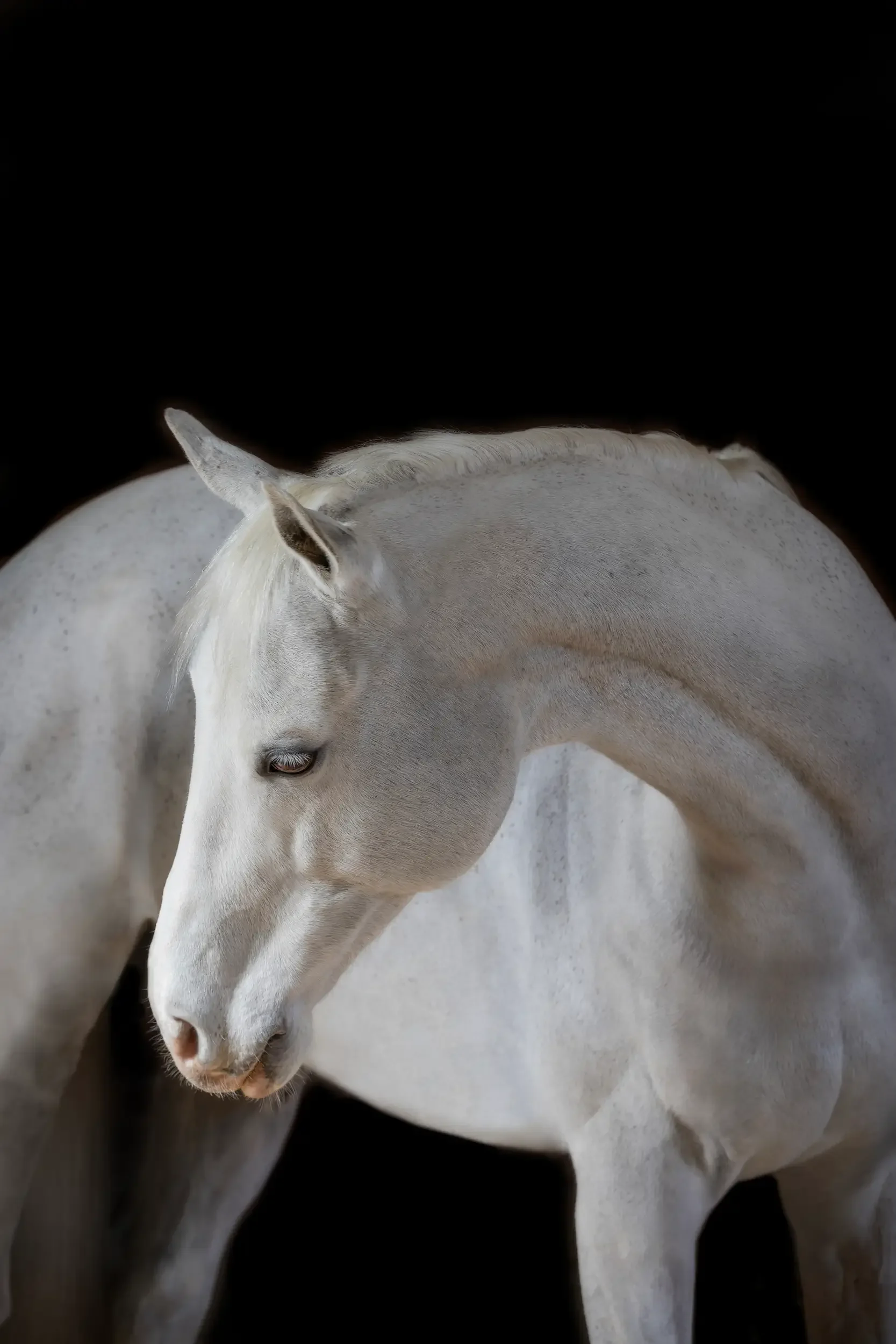 long-island-black-background-horse-portrait-NLP_4994-2-copy 3.webp
