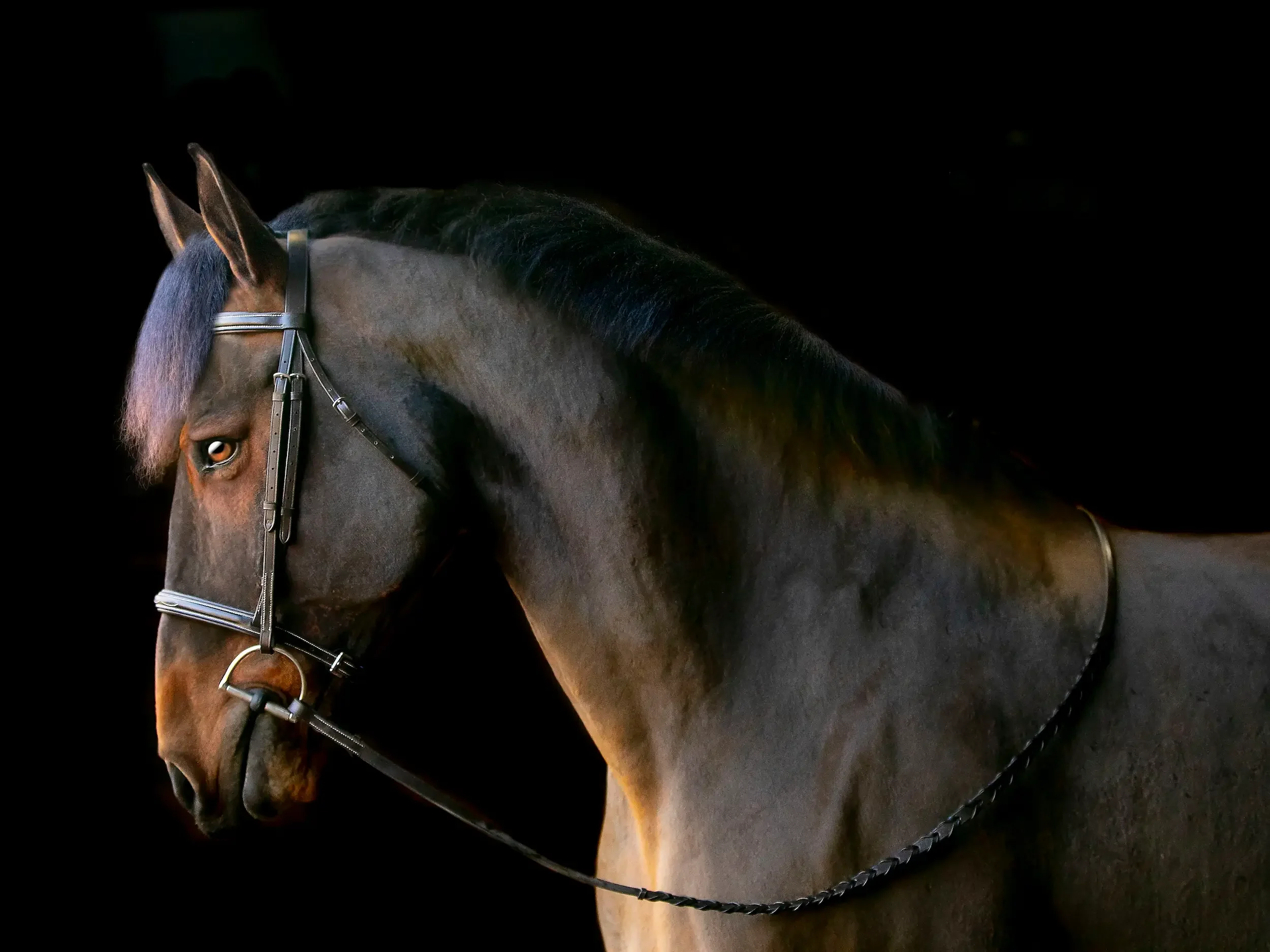 long-island-equine-black-background-photography-long-island-equine-black-background-photography-NRL_2367.webp