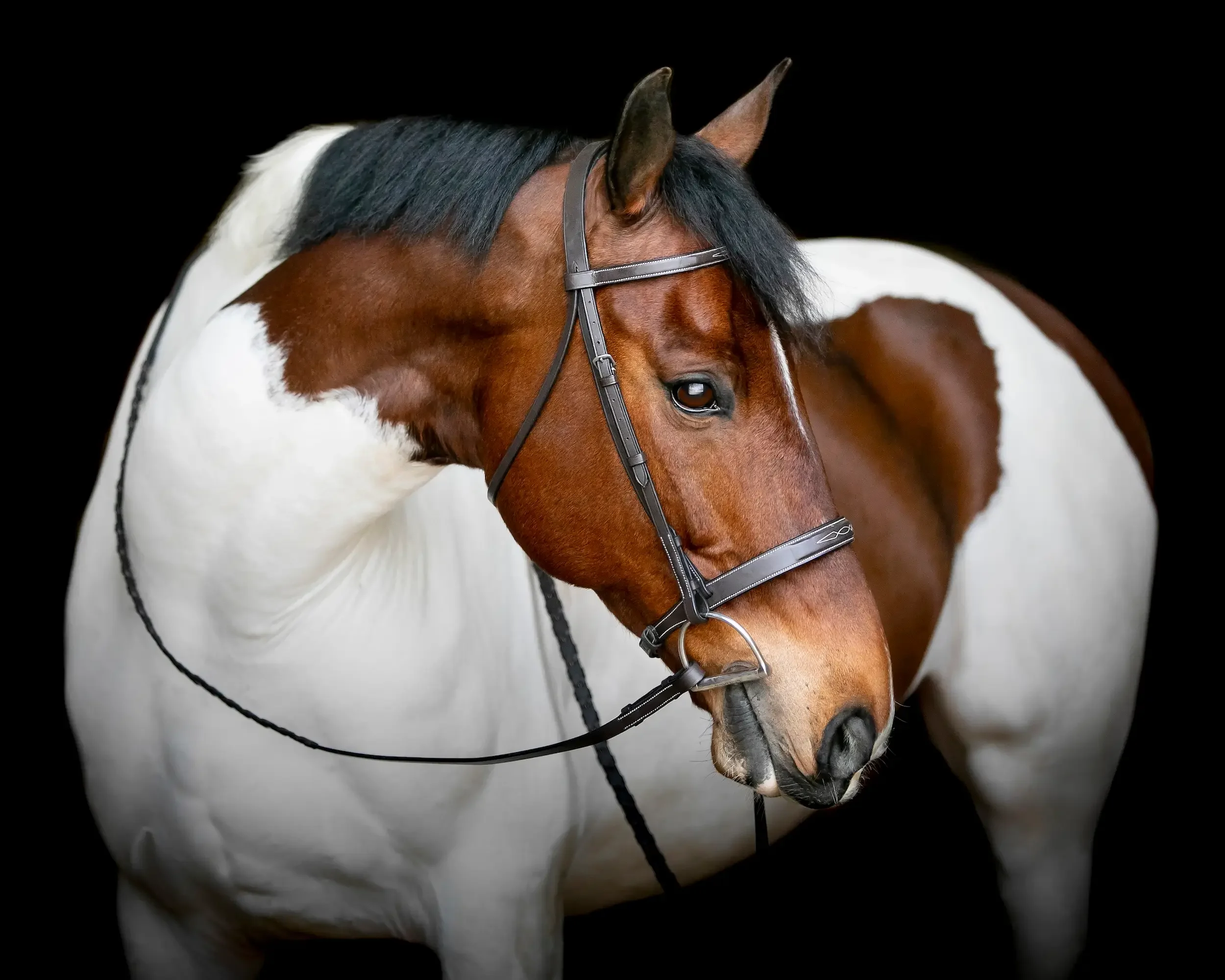 long-island-equine-black-background-photography-NRL_7739_1_1.webp