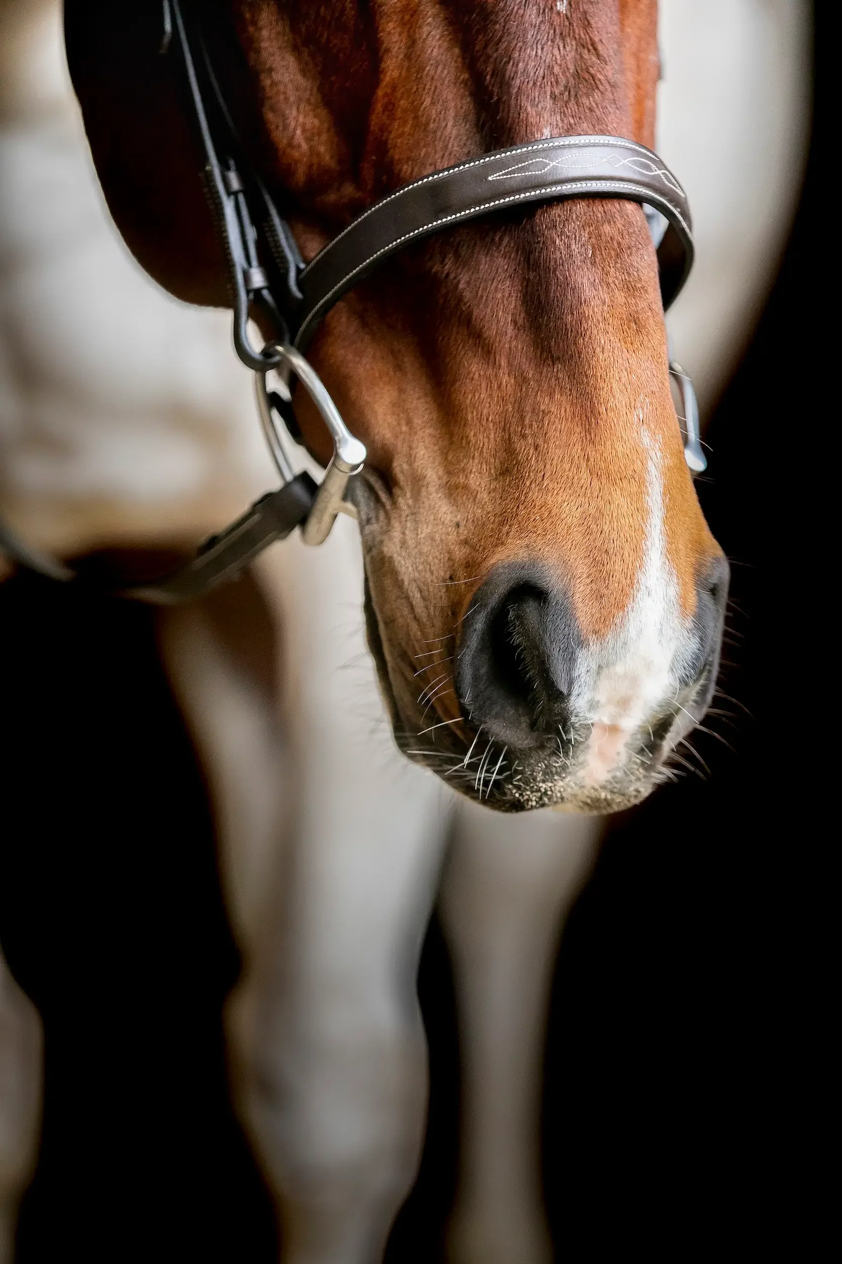 long-island-equine-black-background-photography-NRL_7924_1.webp