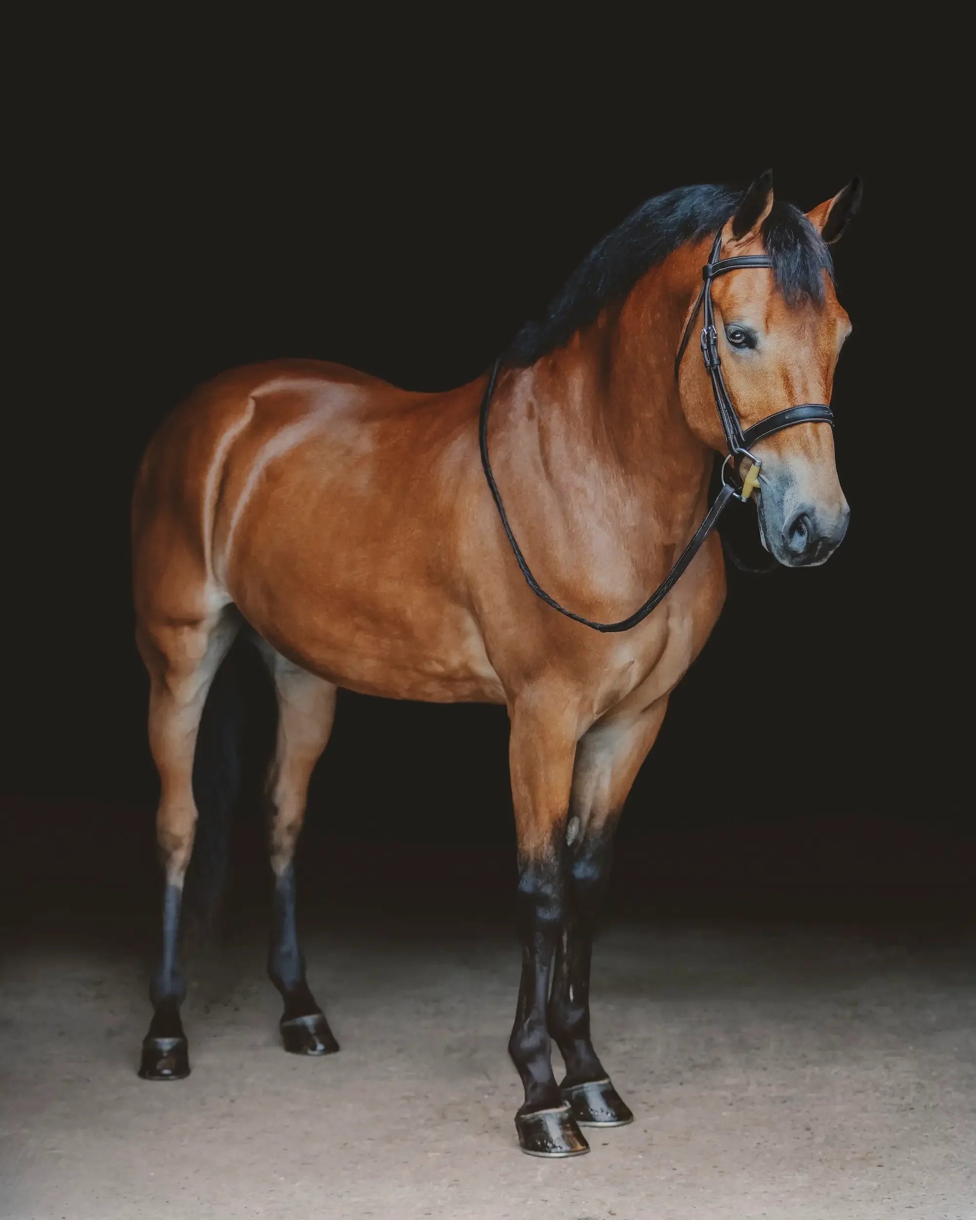 long-island-black-background-horse-portrait-NLP_7572-copy 3_1_1.webp