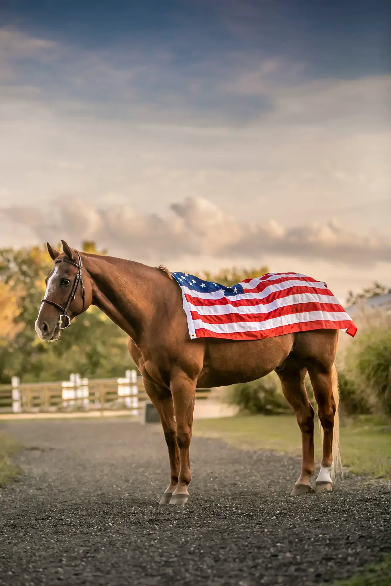 long-island-horse-show-photography-NRL_7414_RT.webp