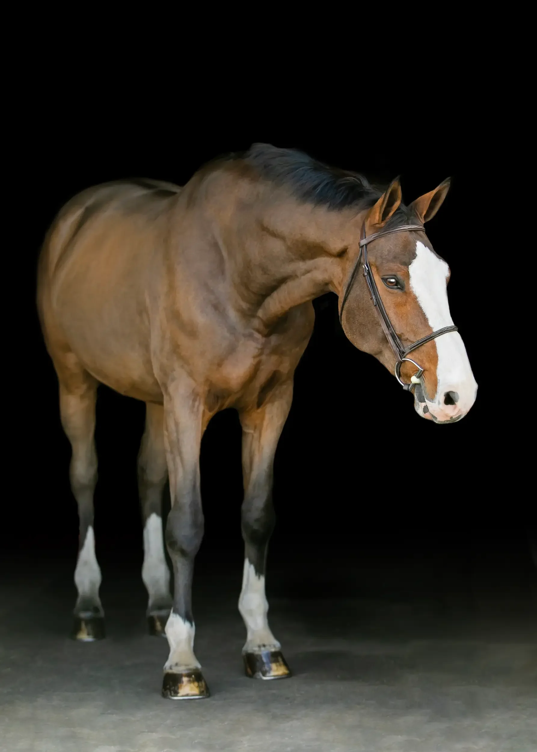 long-island-equine-black-background-photography-NRL_4422.webp