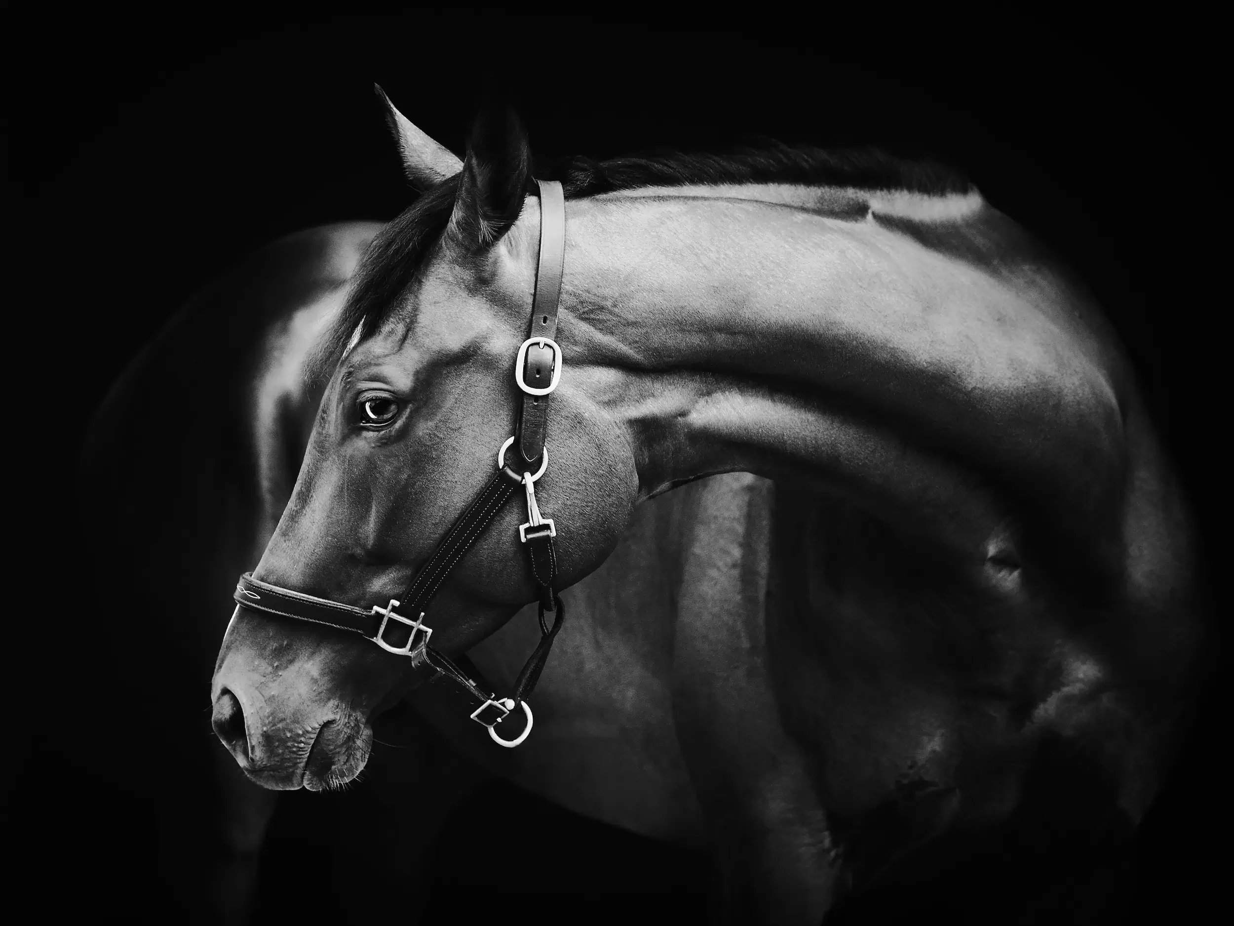 long-island-equine-black-background-photography-NRL_9563_1_AS_1.webp