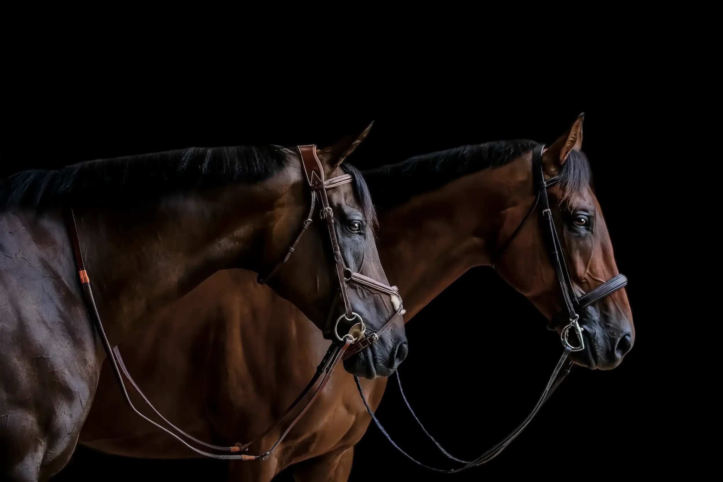 long-island-equine-black-background-photography-NRL_1603_FINAL_1_1.webp