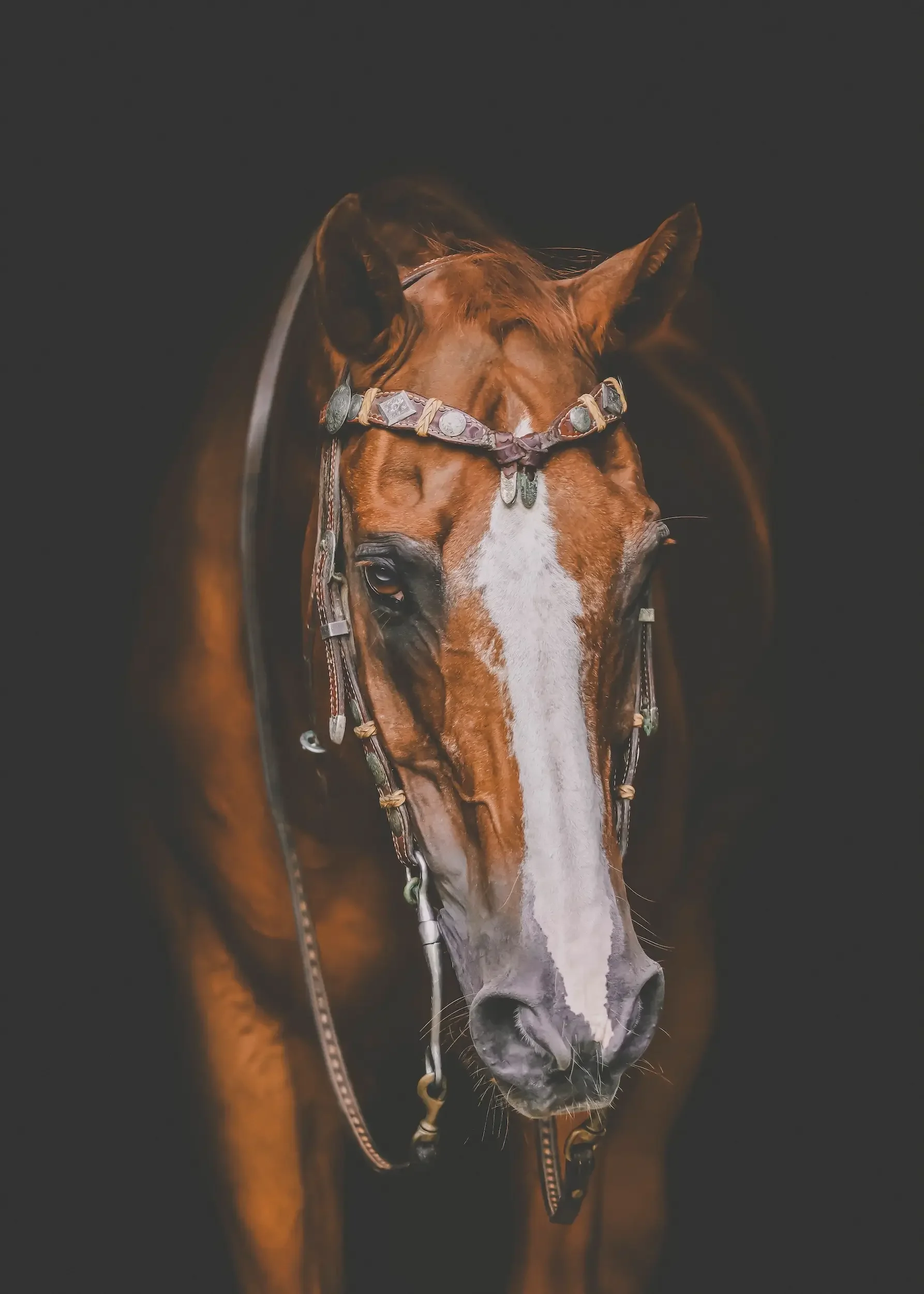 long-island-black-background-horse-portrait-NLP_1302 copy_1_matedit_match.webp