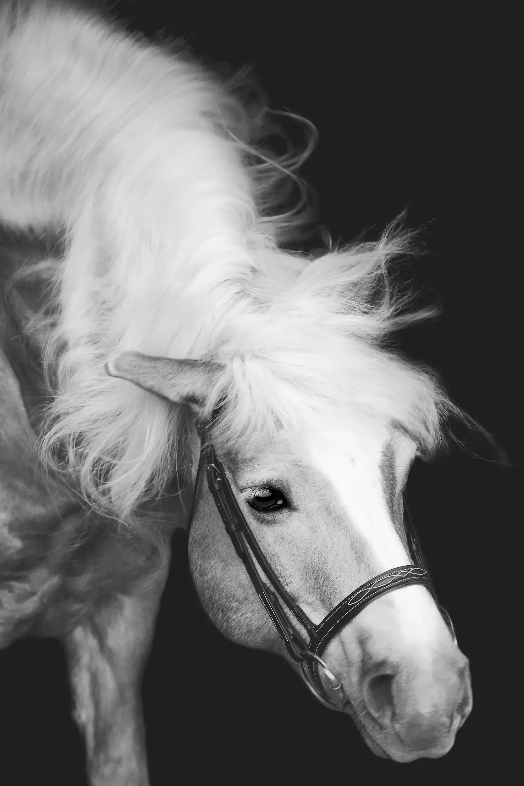 long-island-equine-black-background-photography-NRL_2833_bw.webp