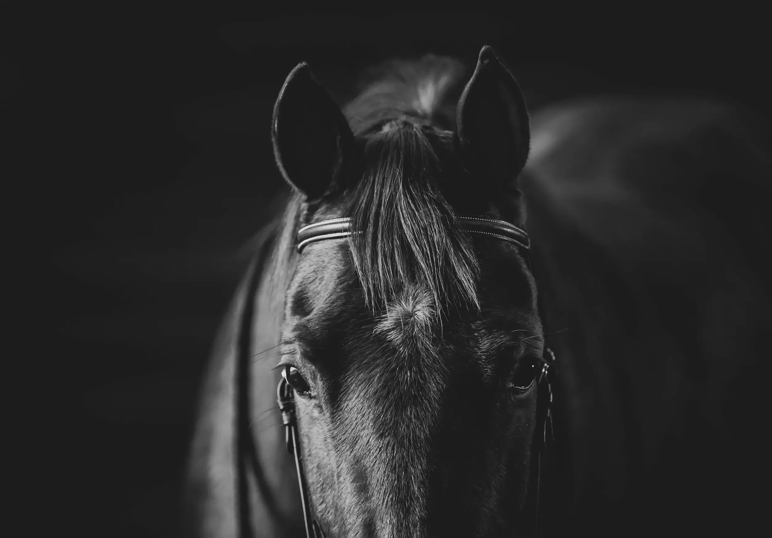 long-island-equine-black-background-photographyNRL_2567.webp