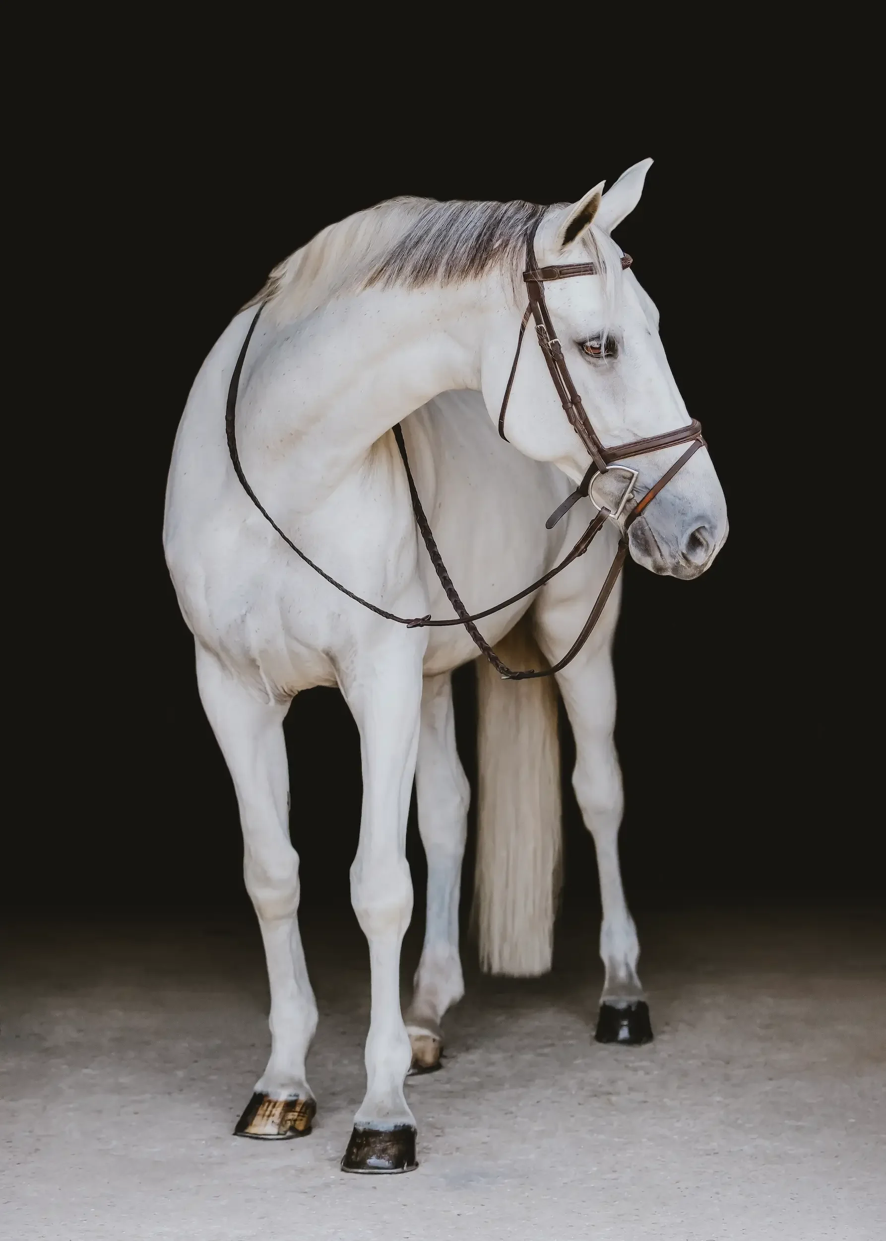 long-island-black-background-horse-portrait-NLP_001776 copy 2.webp