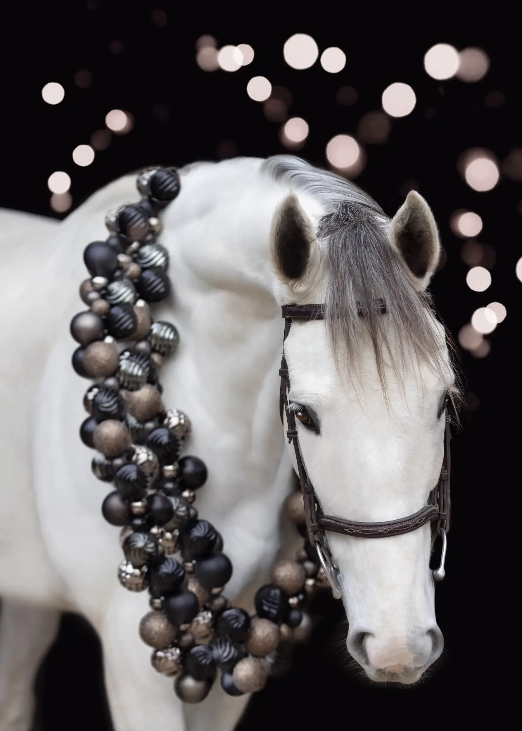 long-island-black-background-horse-portrait-NLP_2701_lights.webp