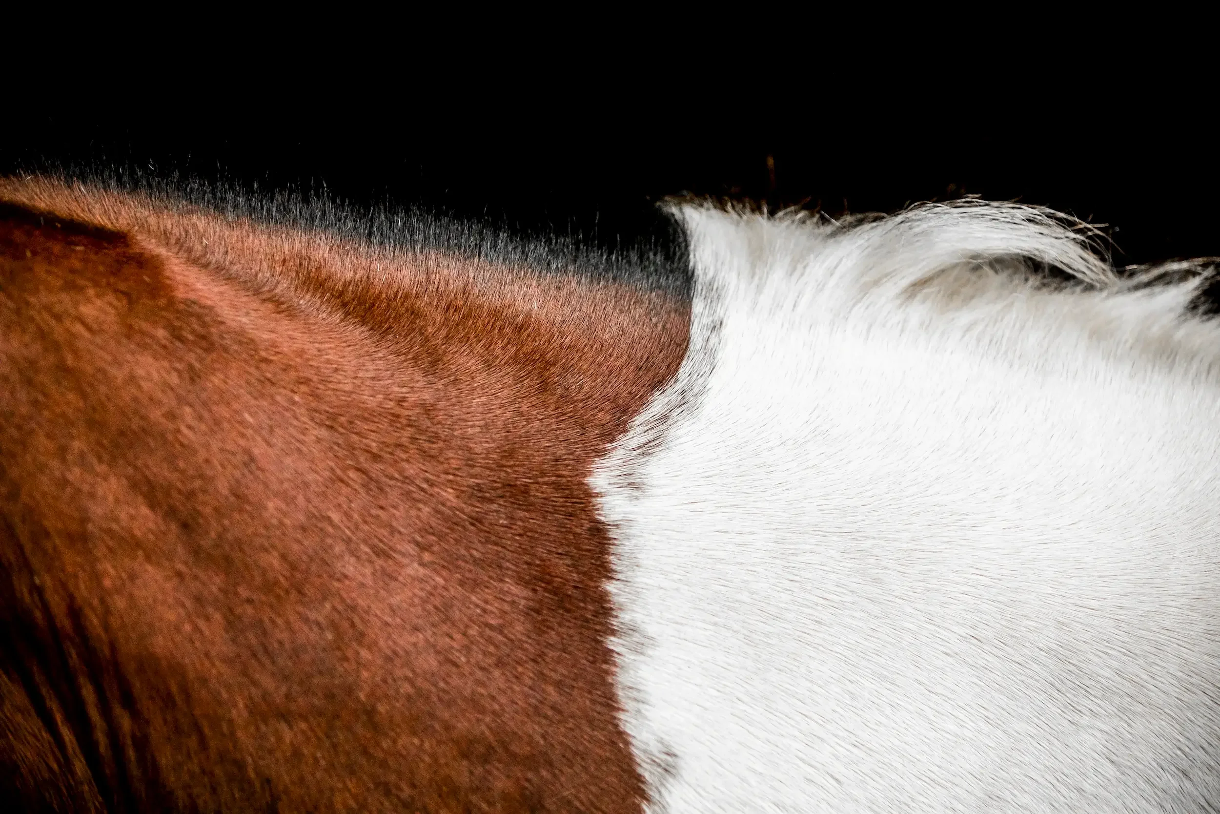 long-island-equine-black-background-photography-NRL_7933.webp