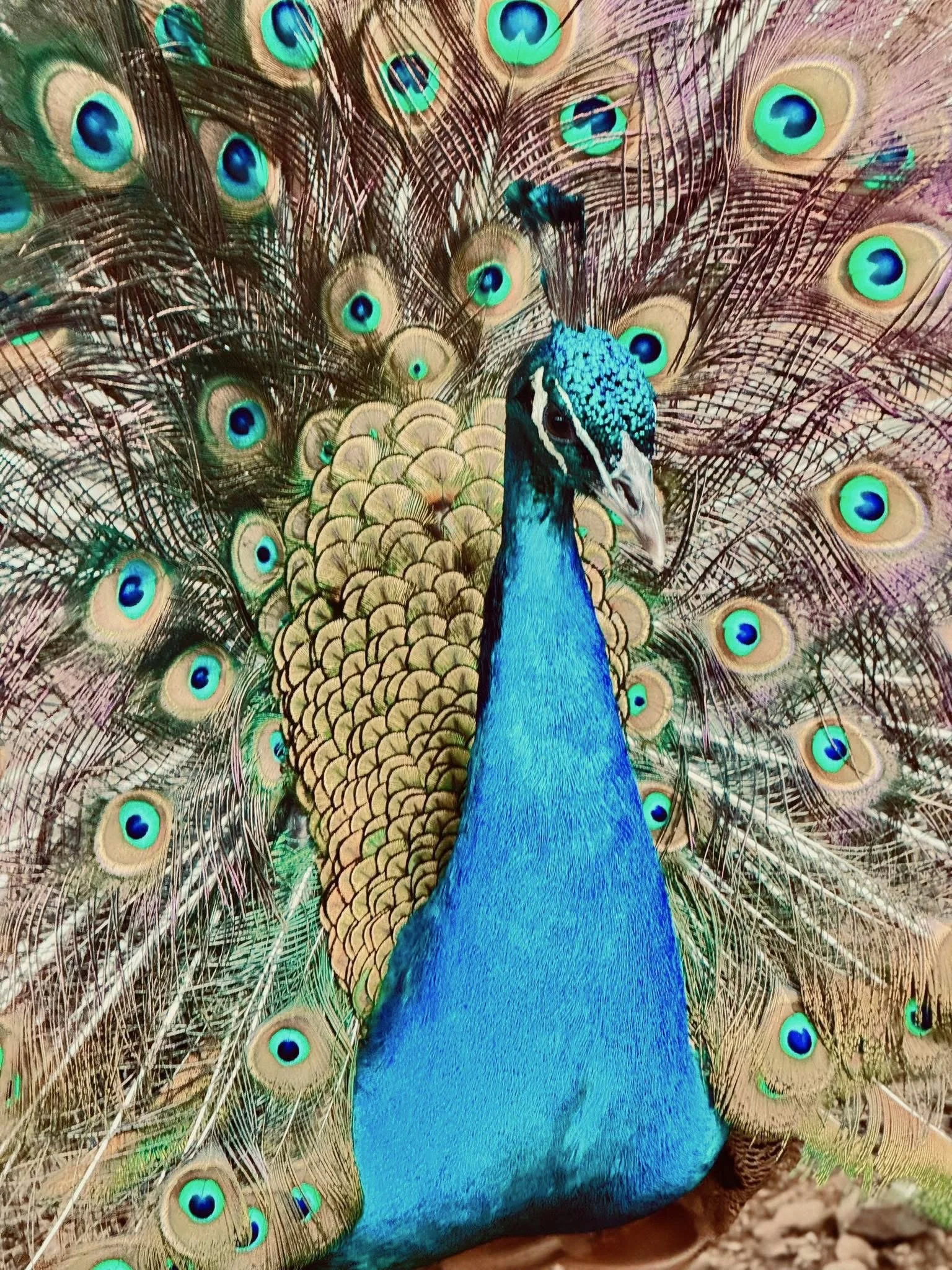 IMG_0182.jpeg
