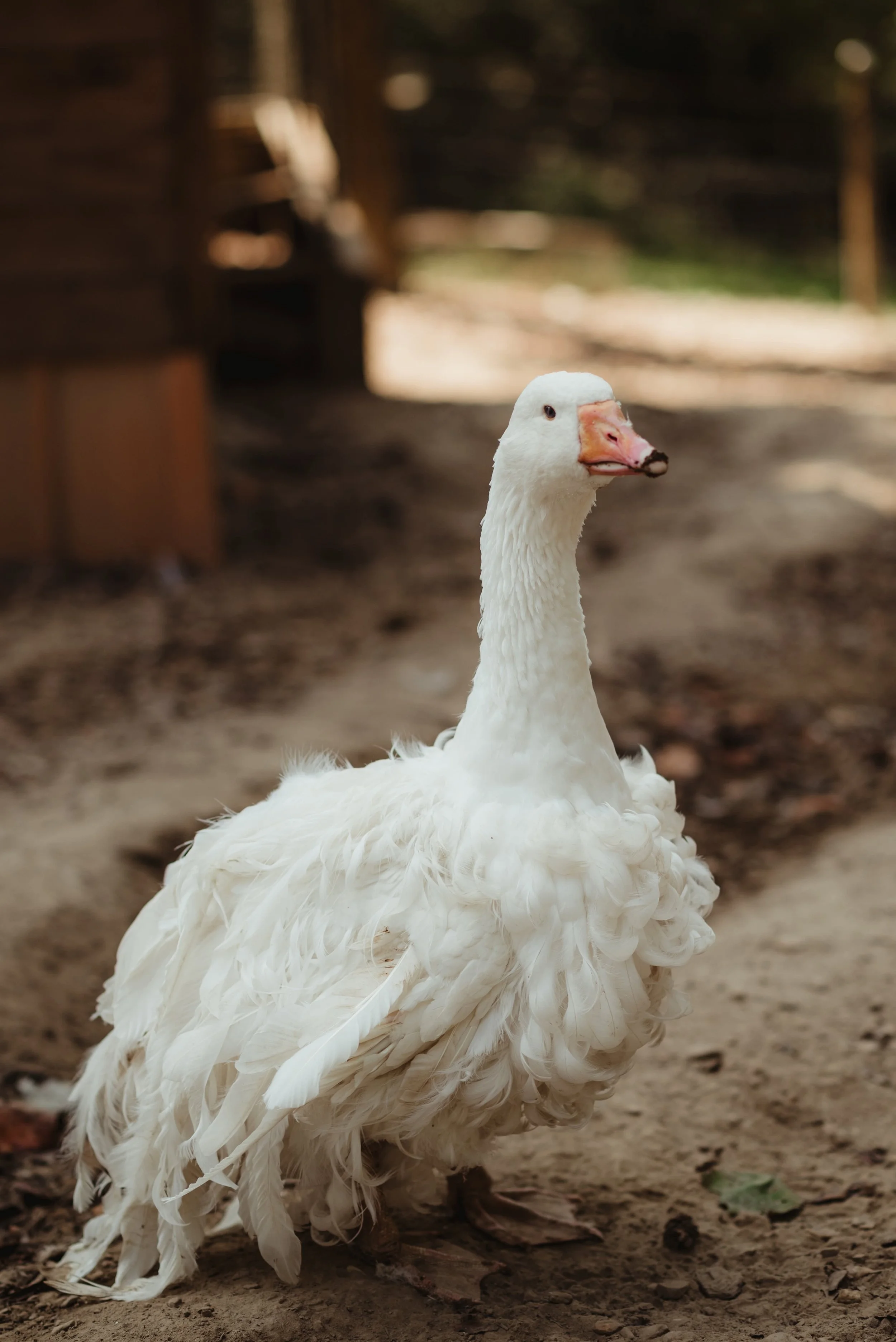 Geese
