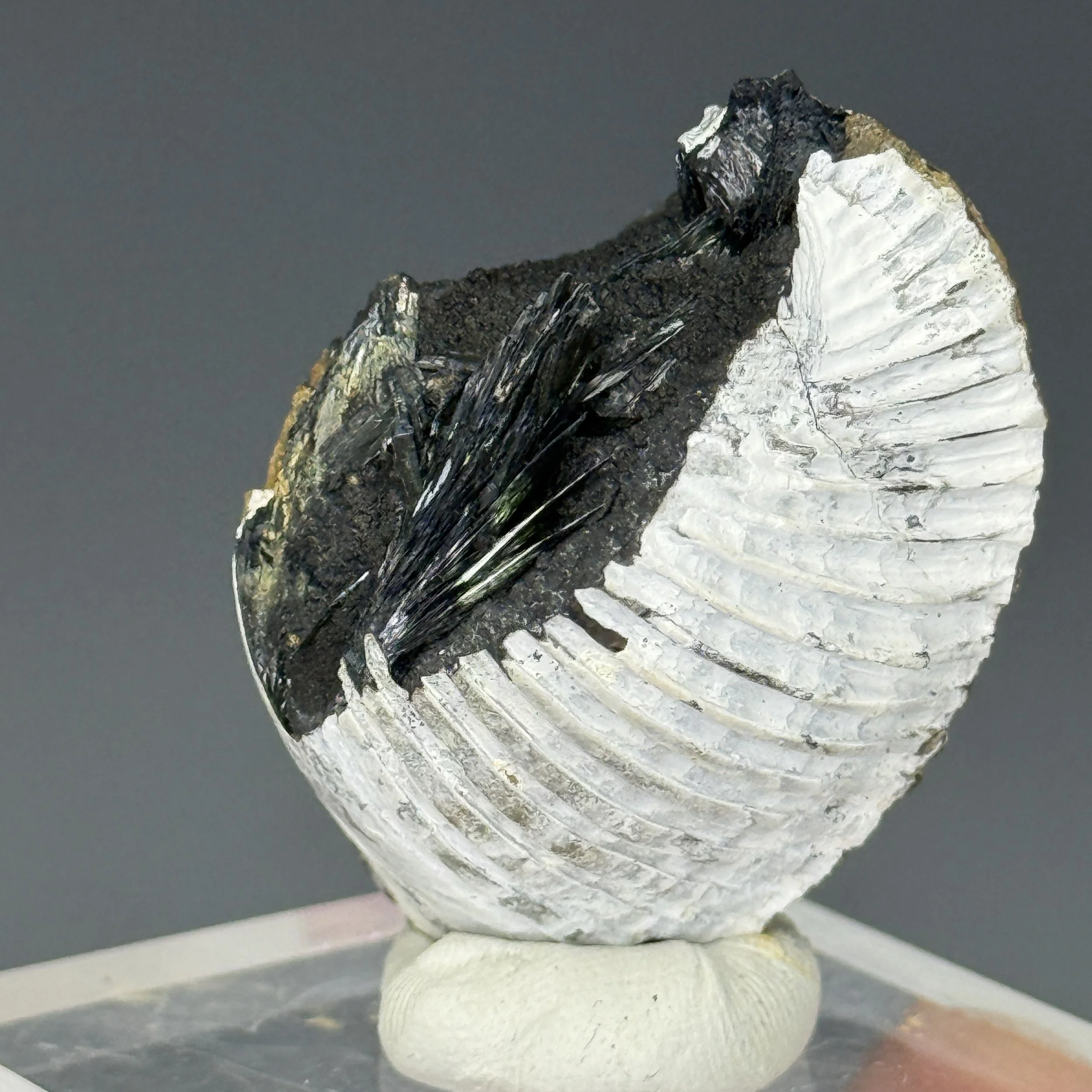 Vivianite, Pectin Bivalve Shell, Kerch Peninsula, Crimea Peninsula, Ukraine