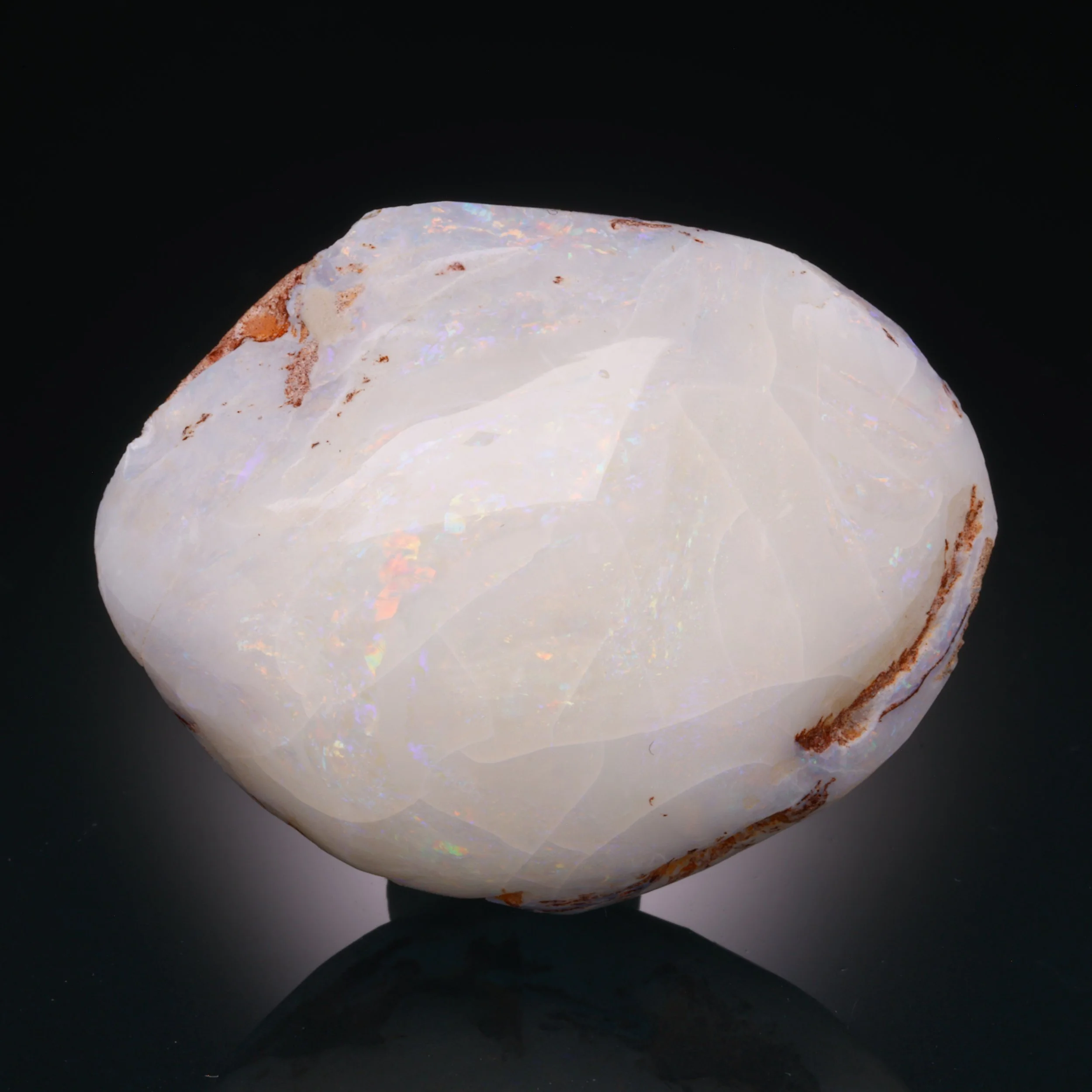 Opalized Clam, Coober Pedy, Central North, SA, Australia