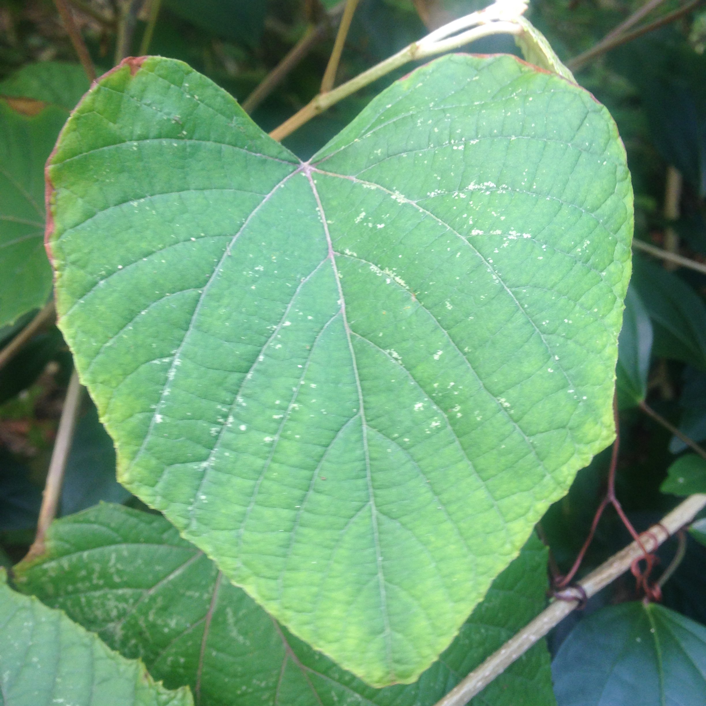 How to reduce suffering- Show love!