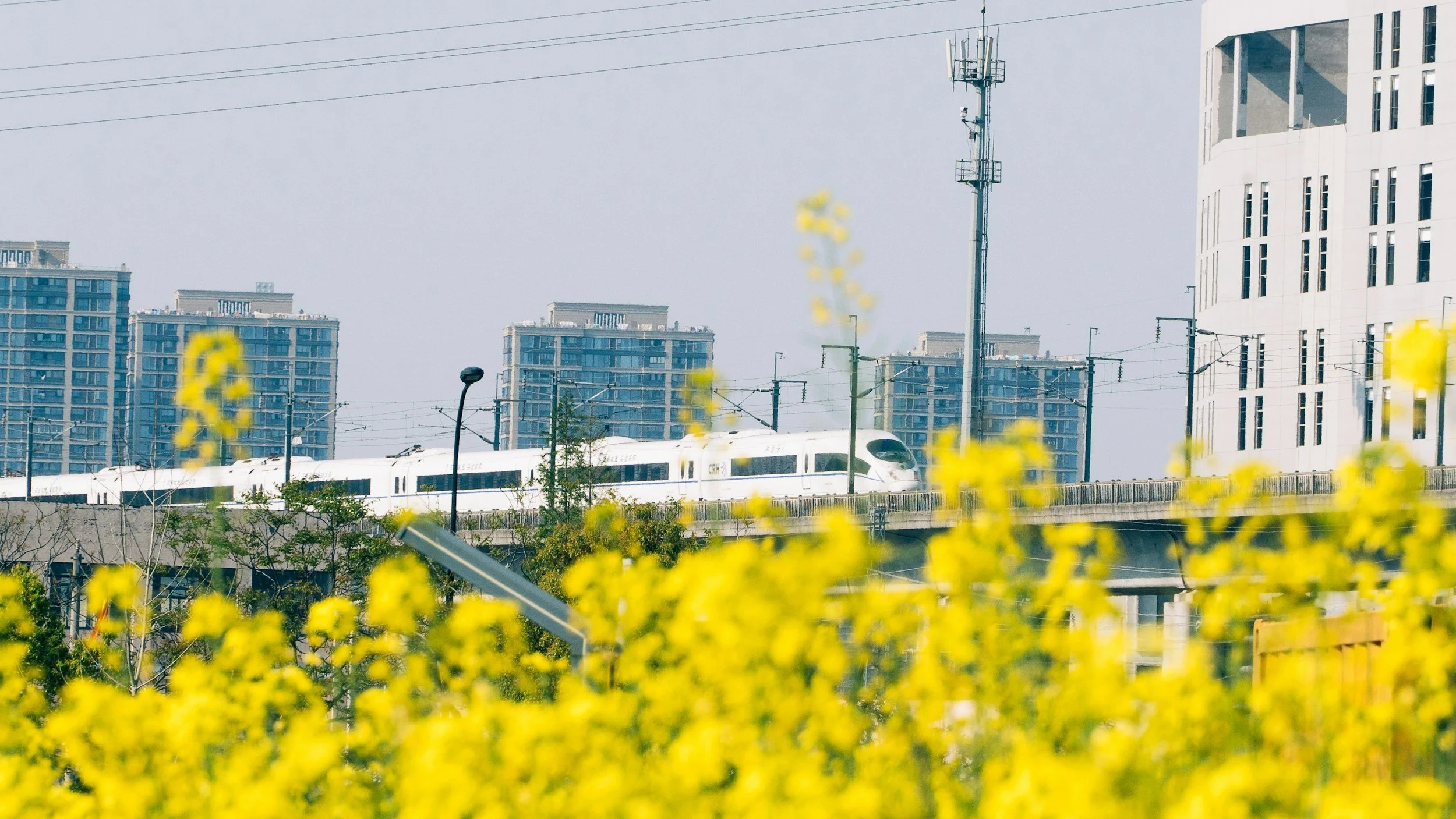 A white high-speed train traveling on an elevated track in an urban area with yellow flowers in the foreground and tall buildings in the background.