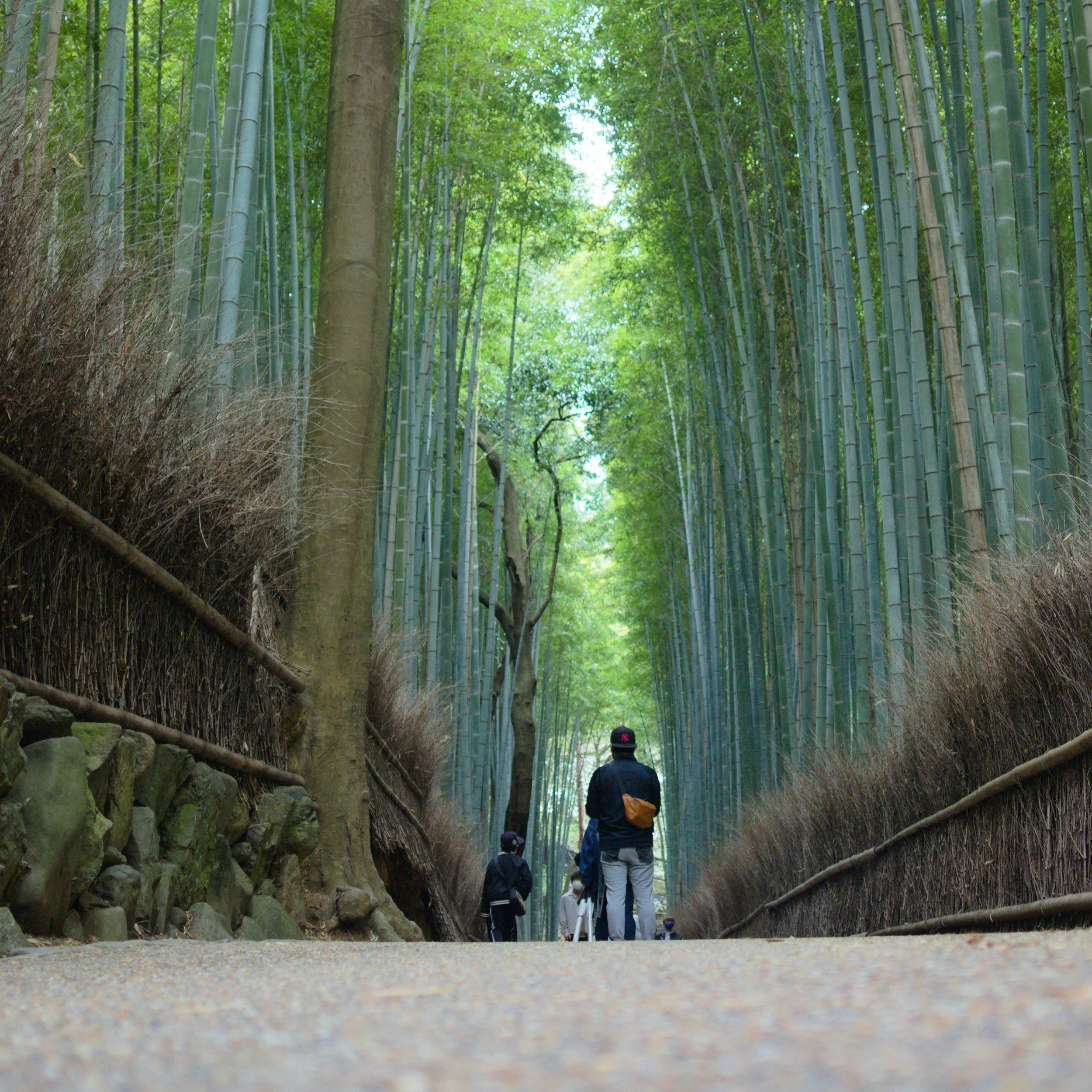 People walking through a lush bamboo forest pathway with tall bamboo trees on either side.