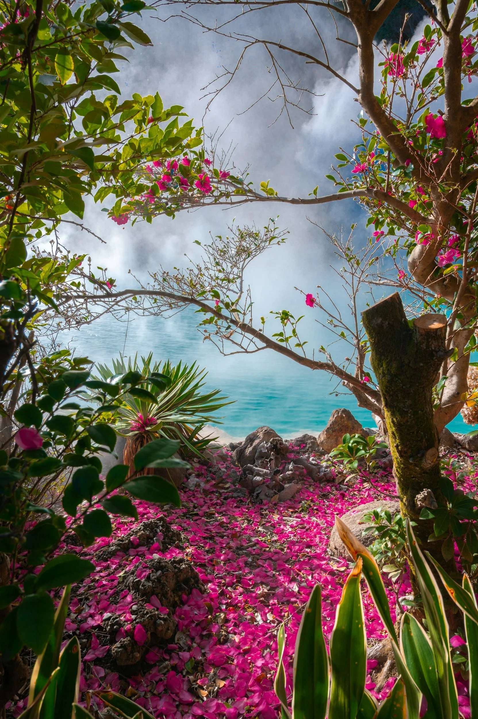 View of a tropical beach through flowering trees with pink petals, with blue-green water and a misty sky in the background.